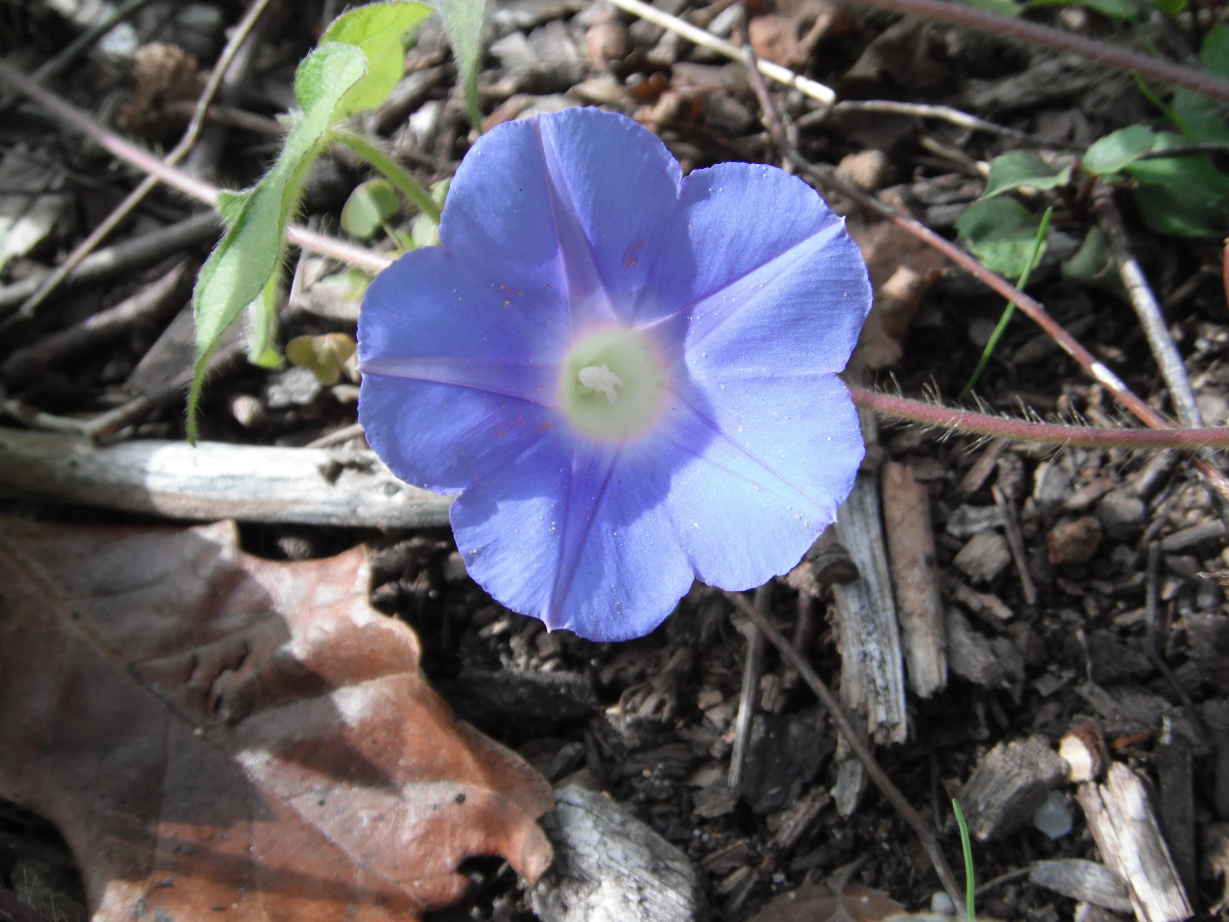 Ipomoea hederacea (Convolvulaceae) ivy-leaved morning glory