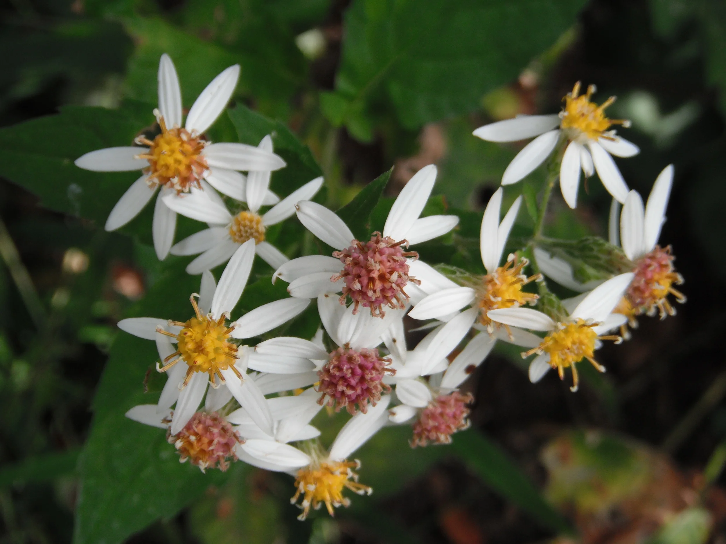 Eurybia divaricata (Asteraceae) White wood-aster