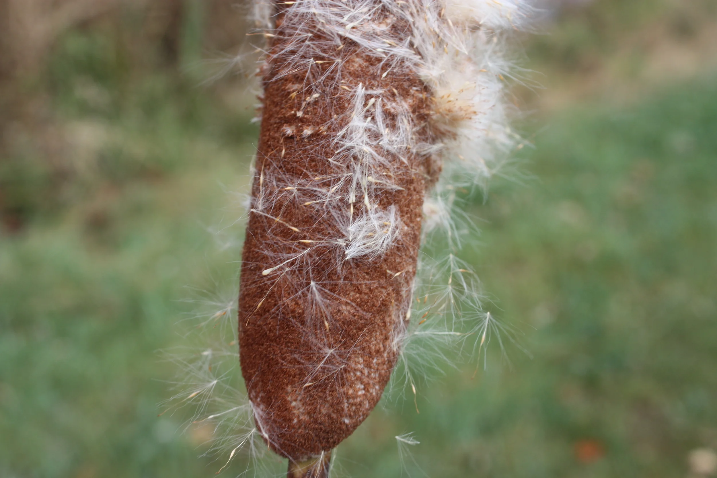 Typha seeds are each up to 1.5mm long (USDA Forest Service database)