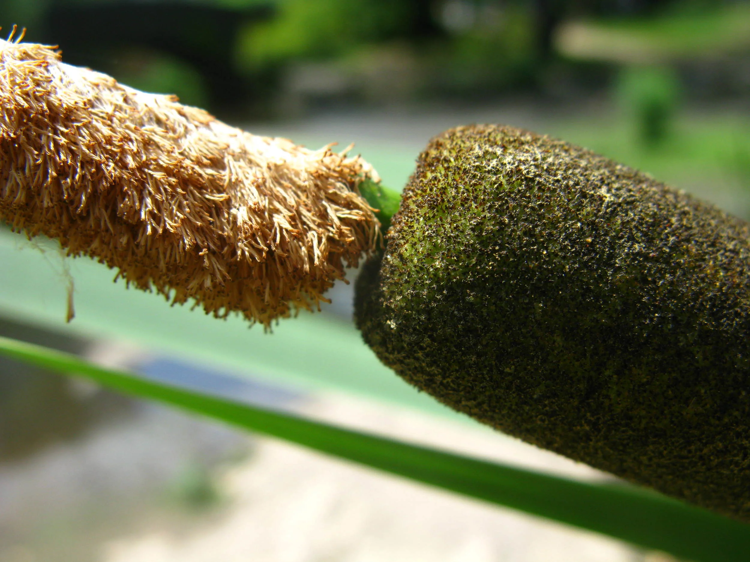 Male flowers on the left, female flowers on the right