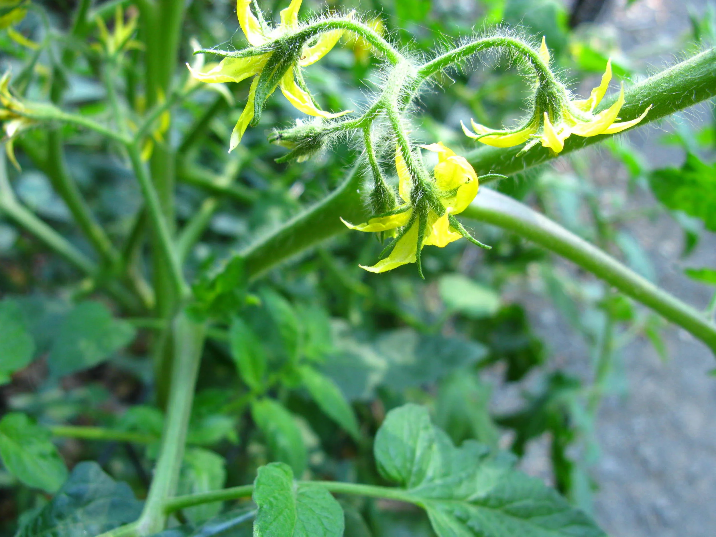 Solanum lycopersicum , (Solanaceae) Tomato
