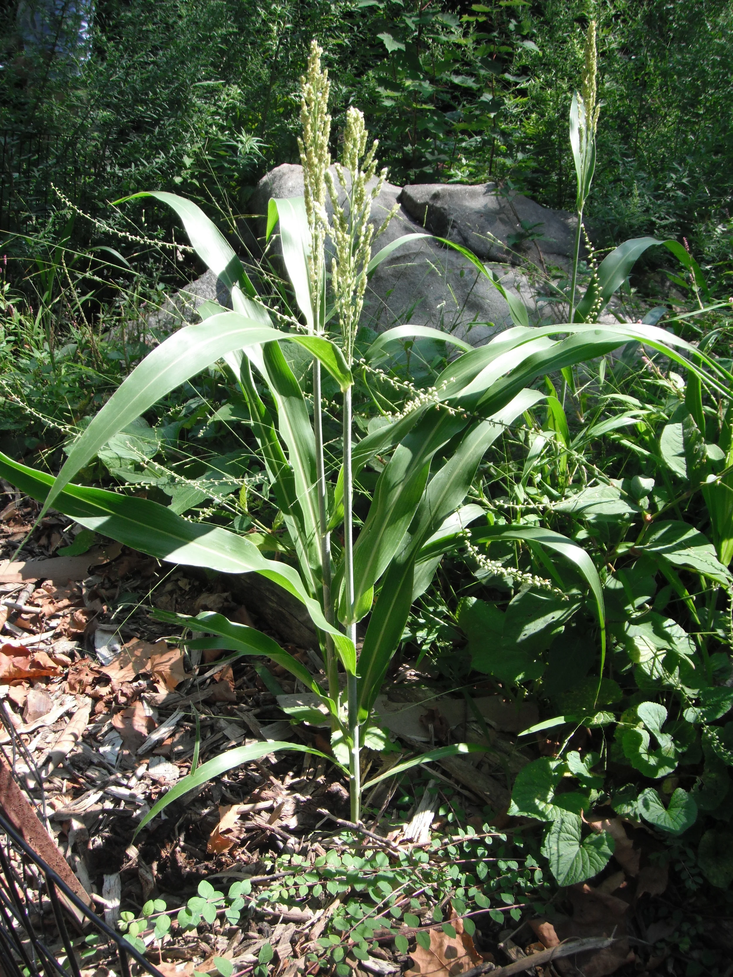 Sorghum bicolor (Poaceae) Sorghum