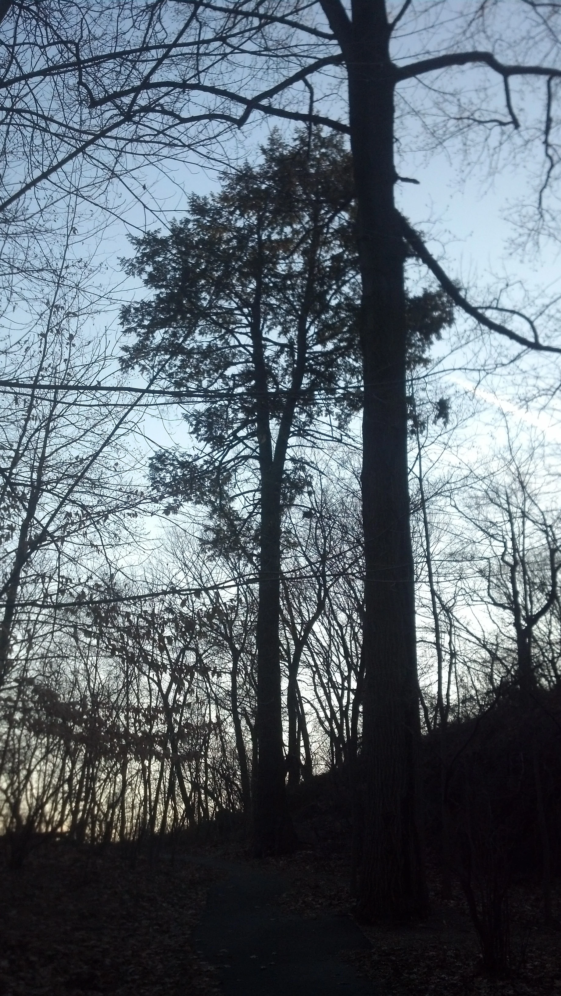 Tsuga canadensis, Eastern hemlock, Pinaceae