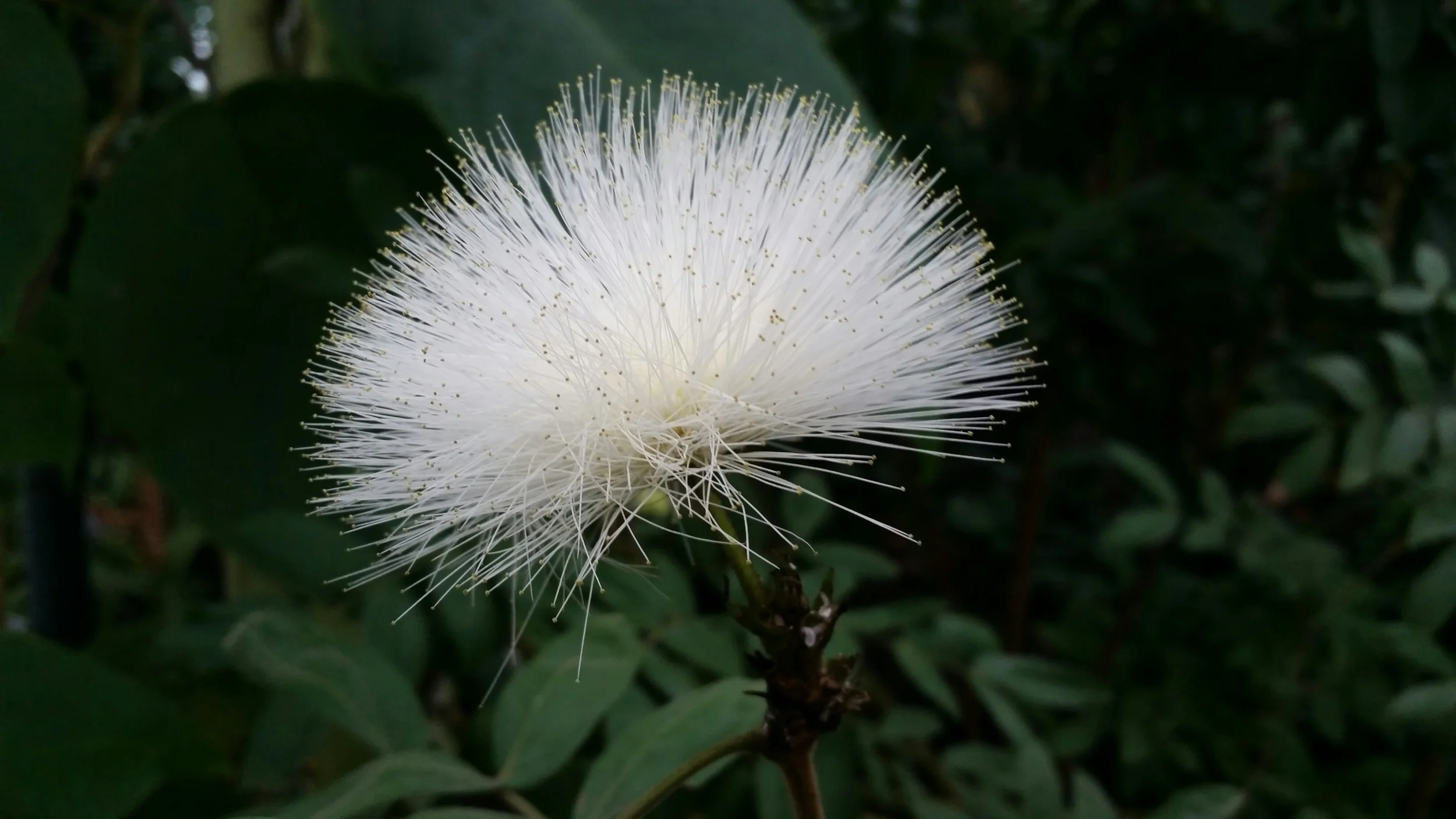Calliandra haematocephala 'Alba' Fabaceae White powder puff Photo by Fred Martinez