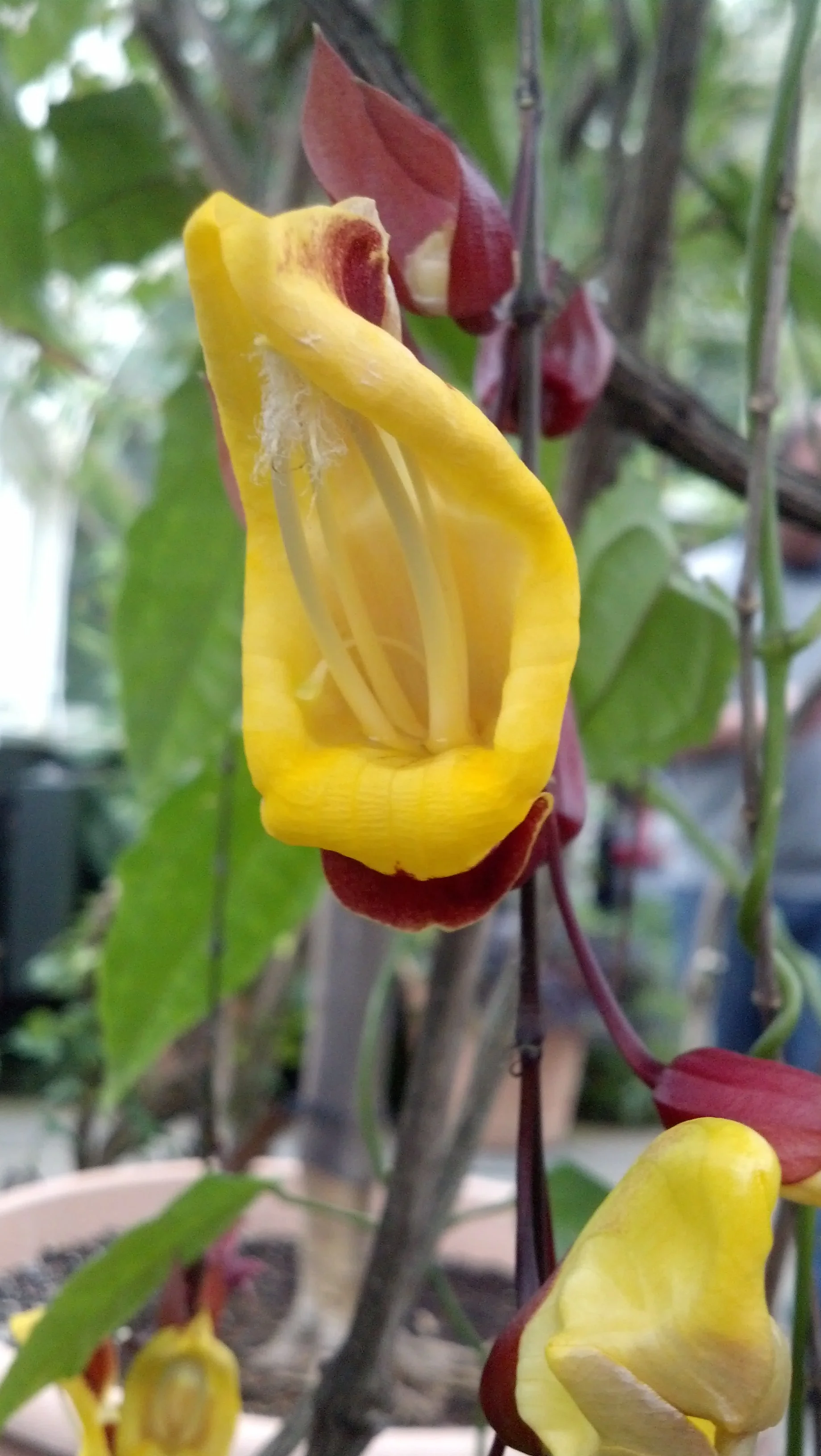 Thunbergia mysorensis Acanthaceae Mysore clockvine