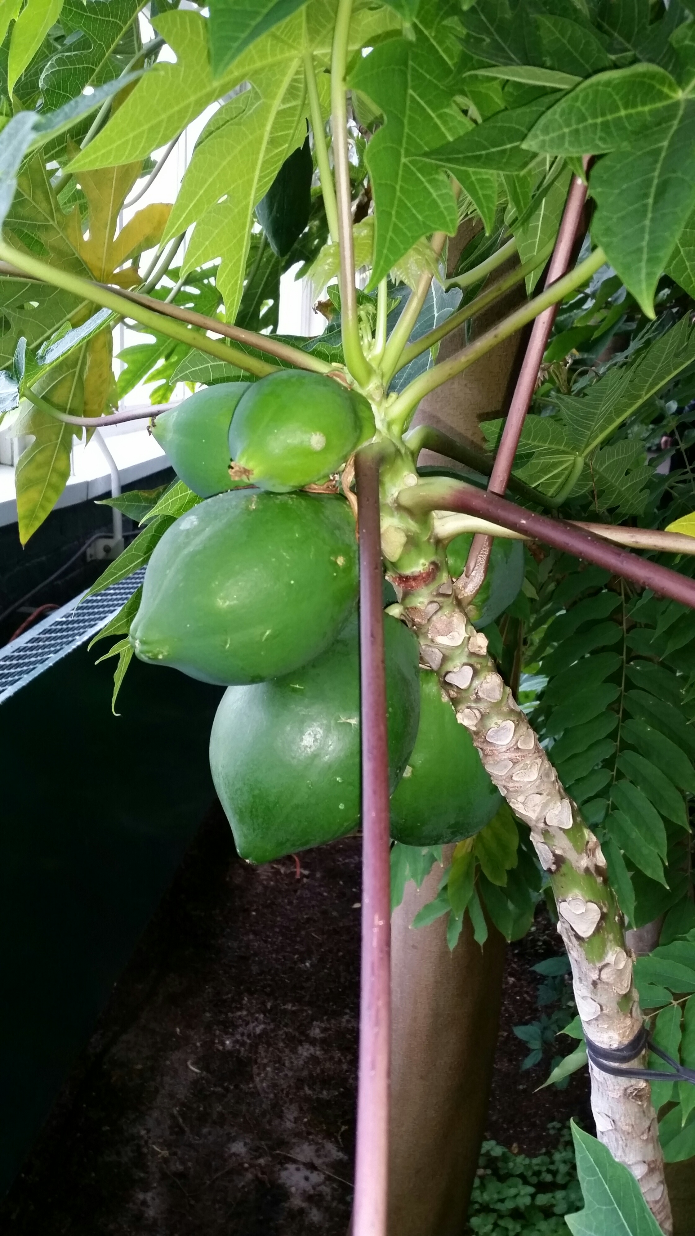 Carica papaya Caricaceae Papaya Photo by Fred Martinez
