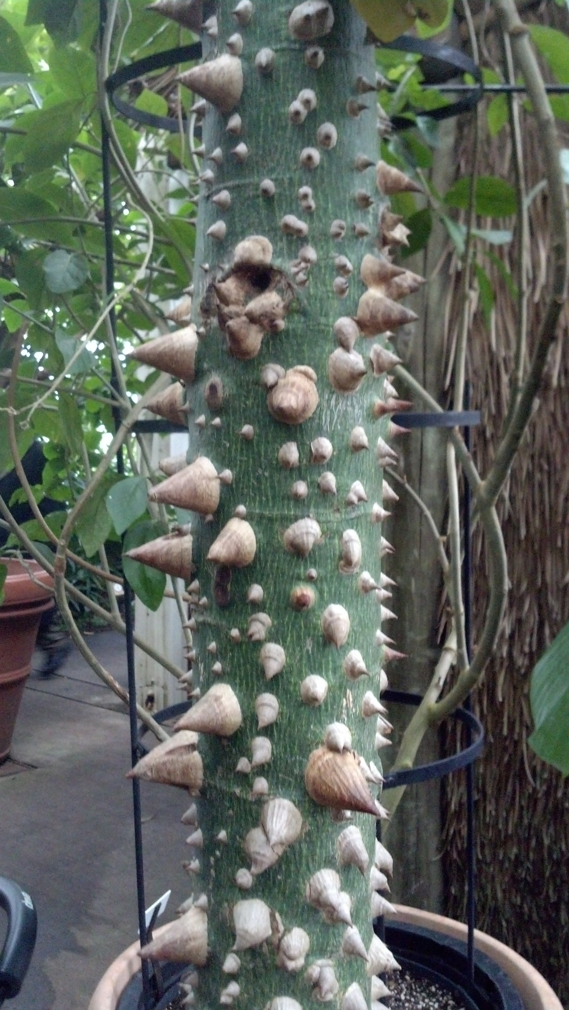 Ceiba speciosa Malvaceae Floss-silktree