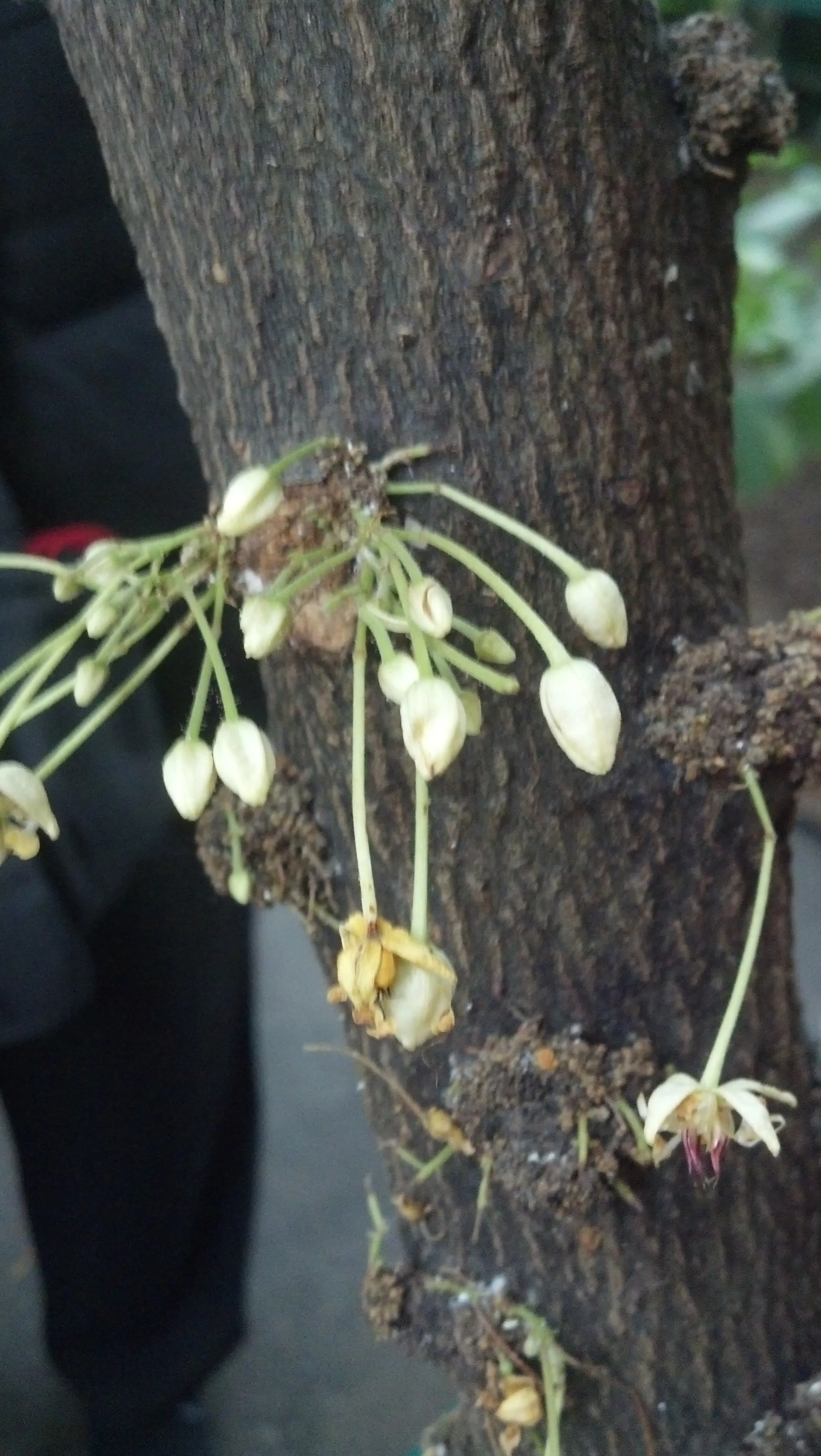 Theobroma cacao Sterculiaceae Cacao