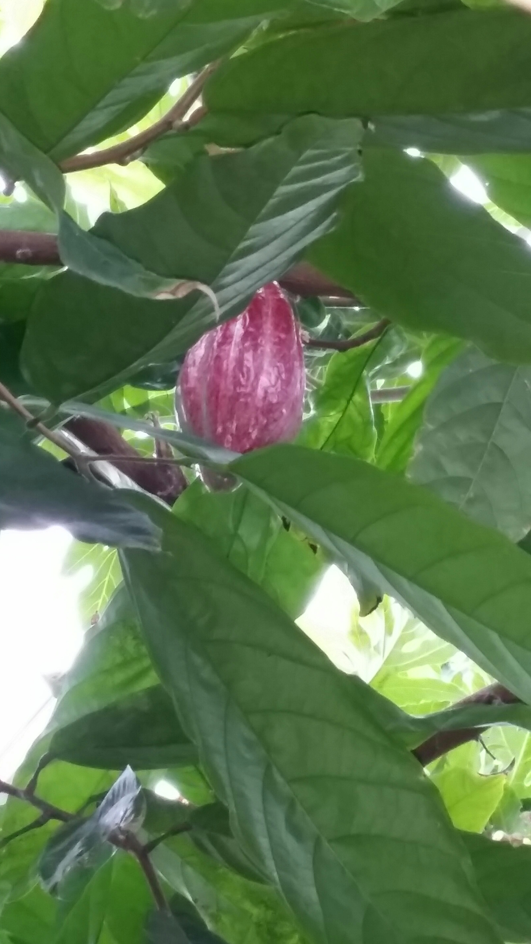 Theobroma cacao Sterculiaceae Cacao