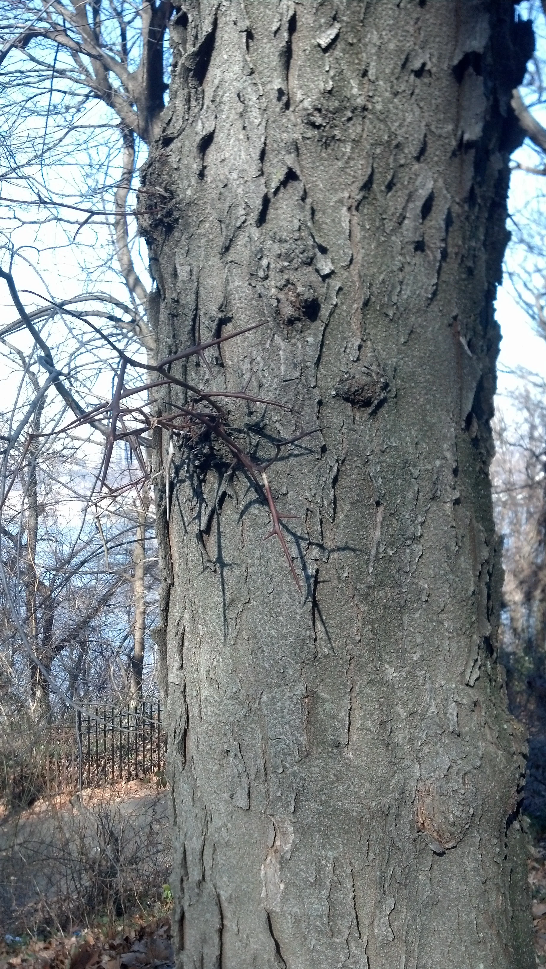 Fewer thorns