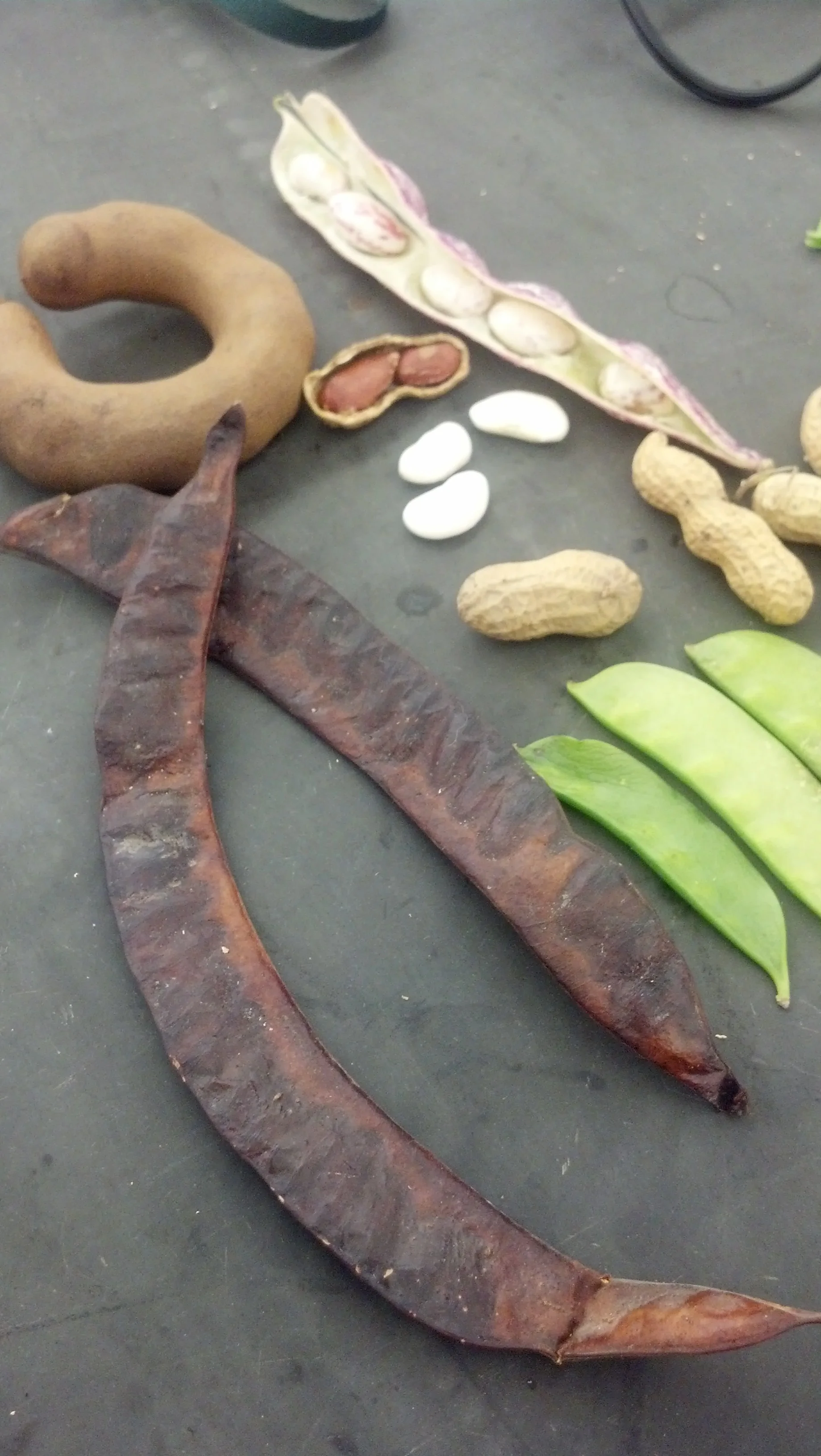 Collection of fruit from the bean family, Fabaceae