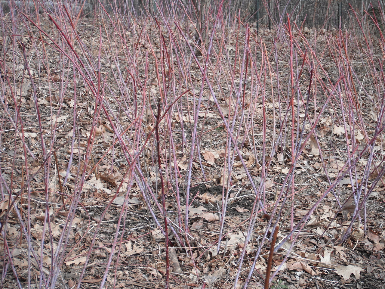 Rubus occidentalis Rosaceae