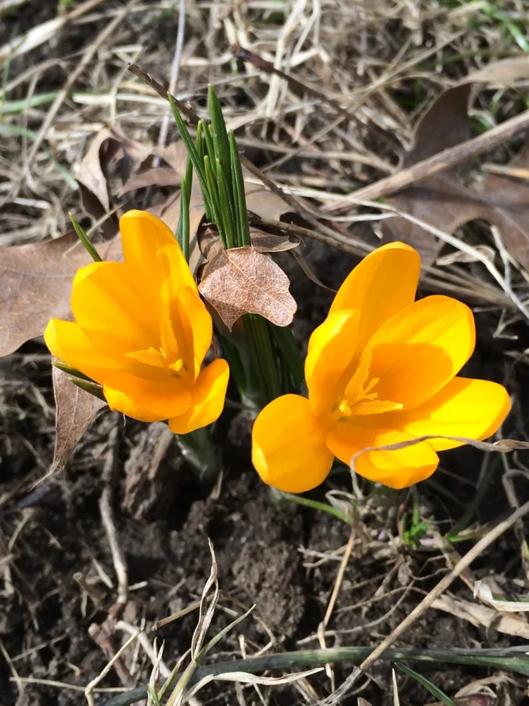 Crocus x luteus Iridaceae Photo by Daniel Atha