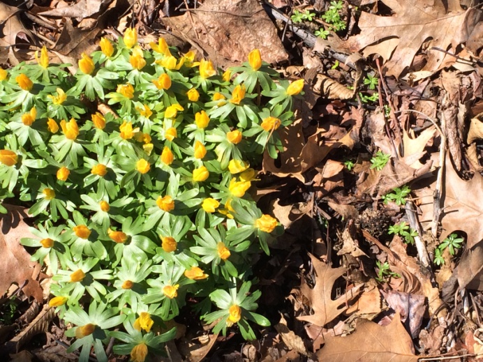Eranthis hyemalis Ranunculaceae Photo by Daniel Atha