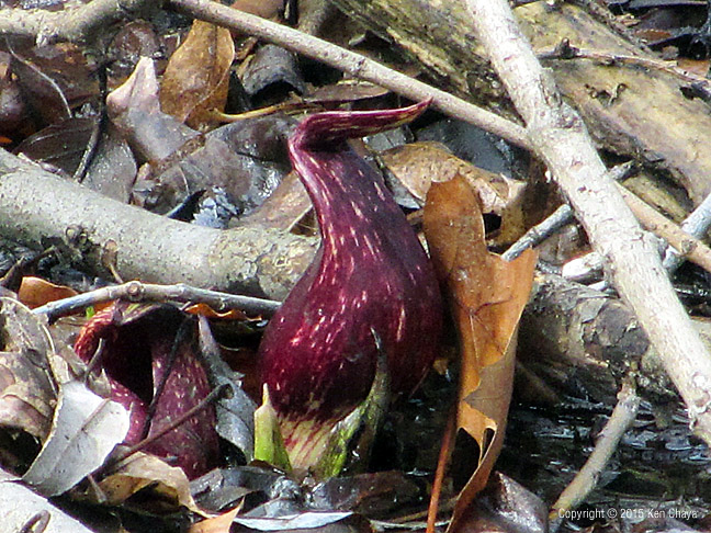 Symplocarpus foetidus Araceae Photo by Ken Chaya
