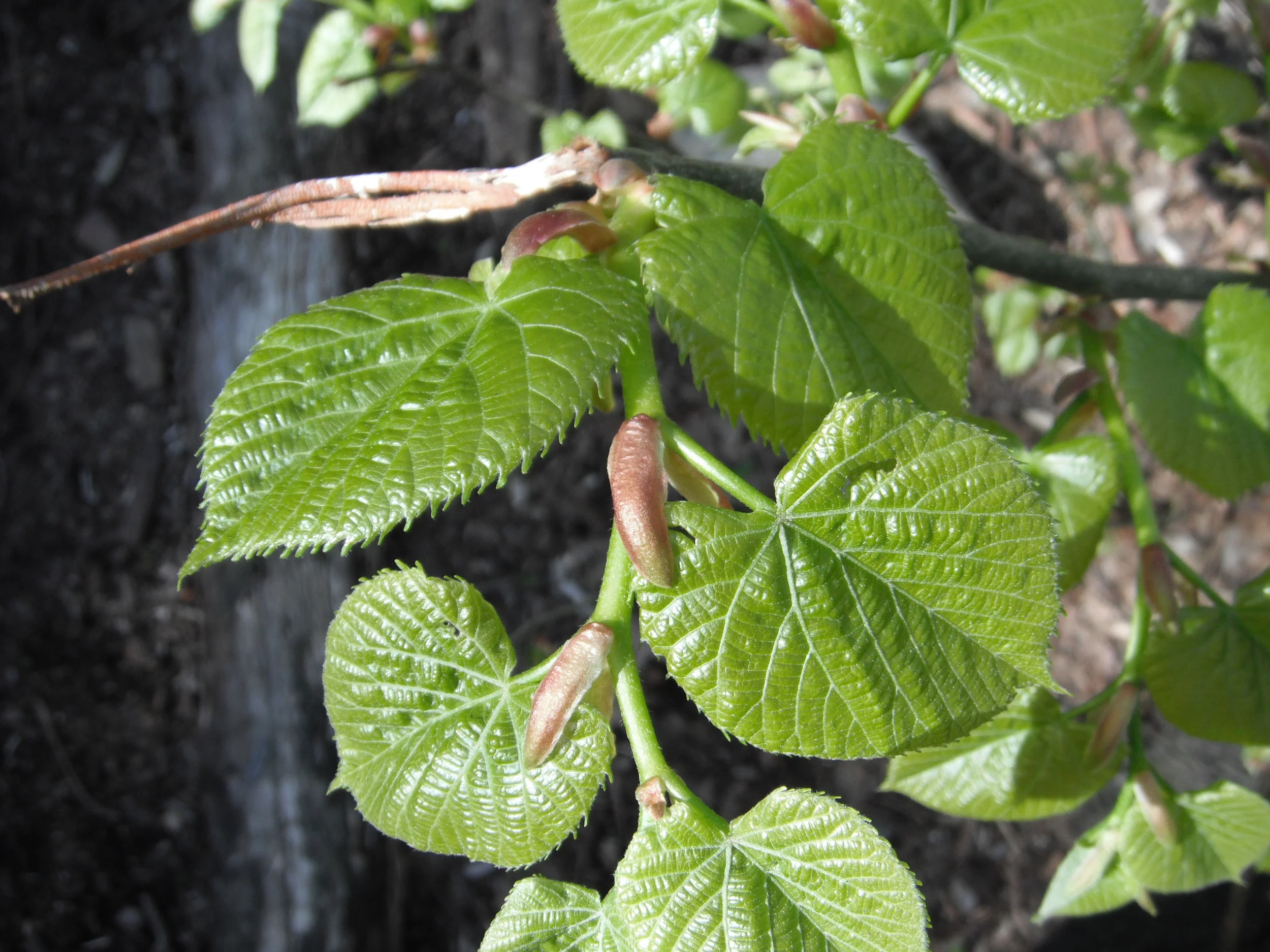 Tilia sp. Malvaceae