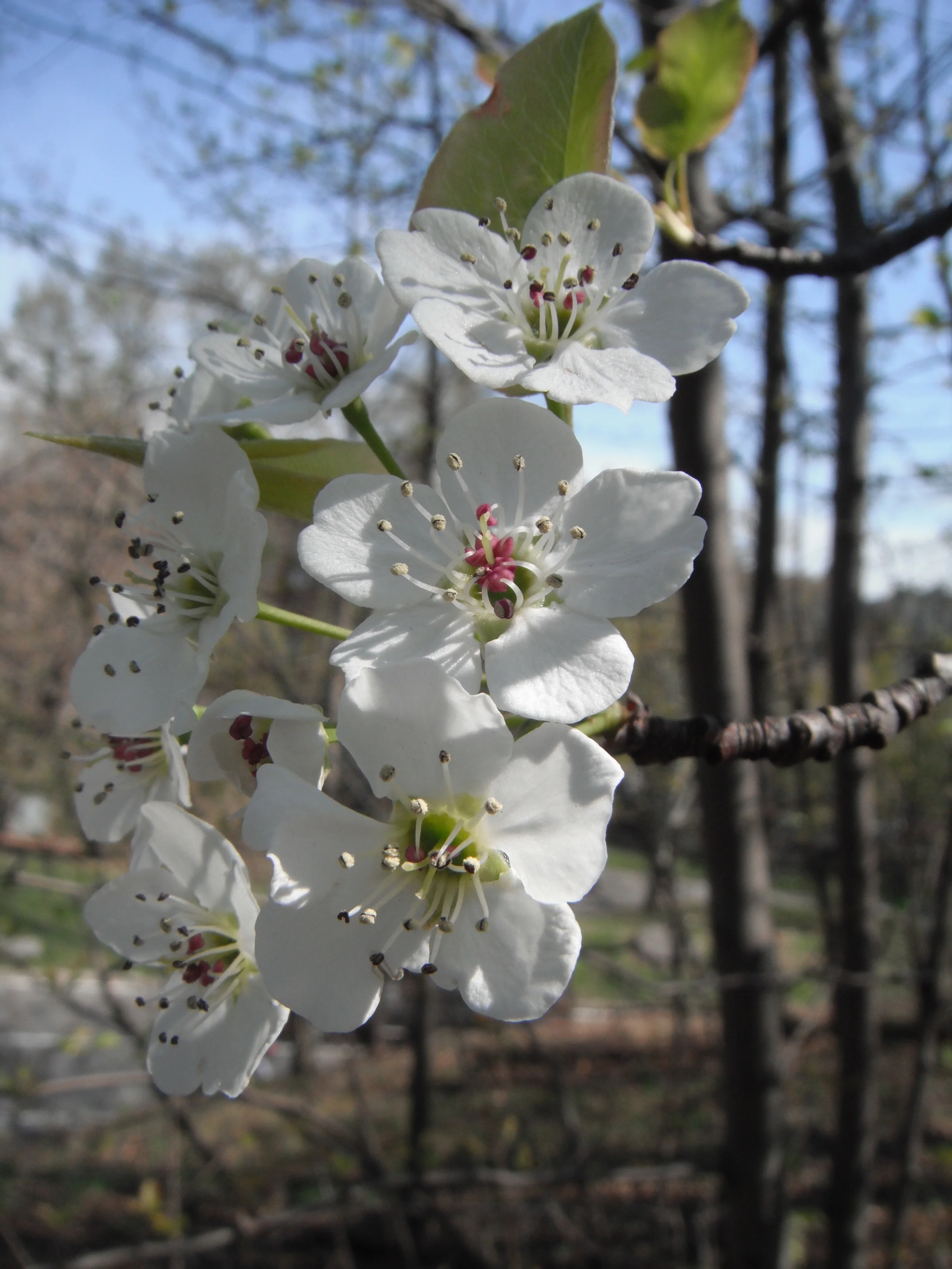 Pyrus calleryana Bradford pear Rosaceae