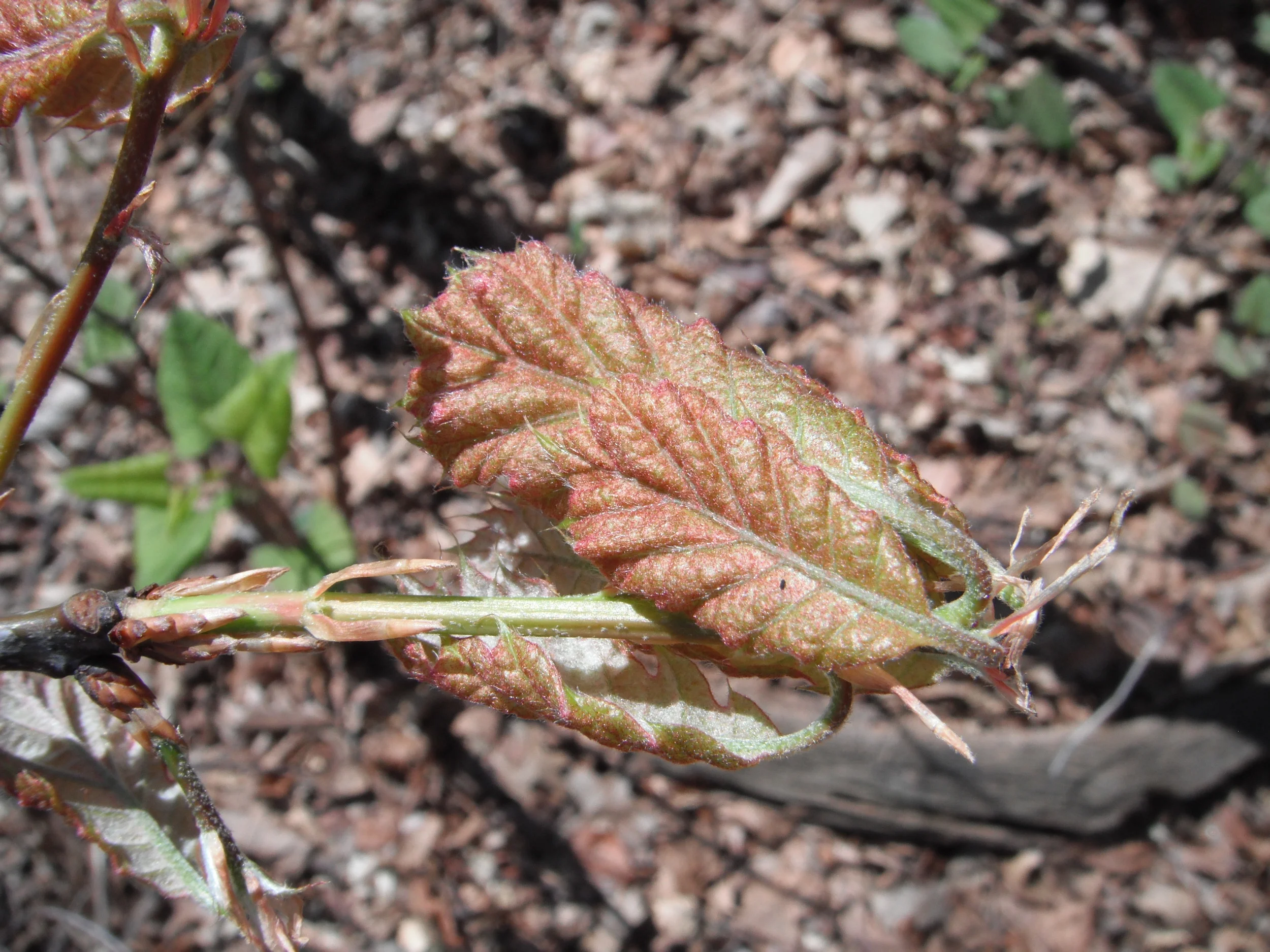 Quercus rubra Red oak Fagaceae