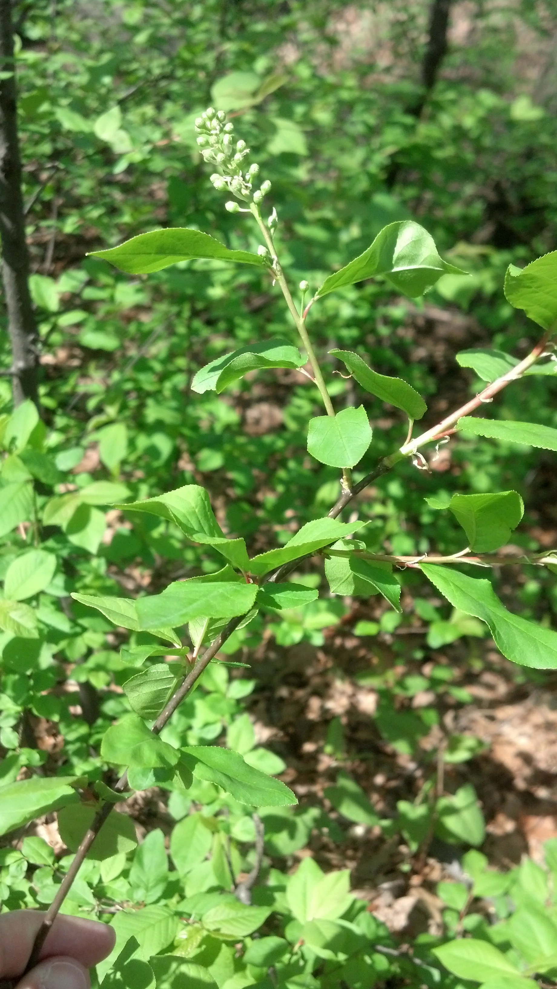 Prunus virginiana Chokecherry Rosaceae