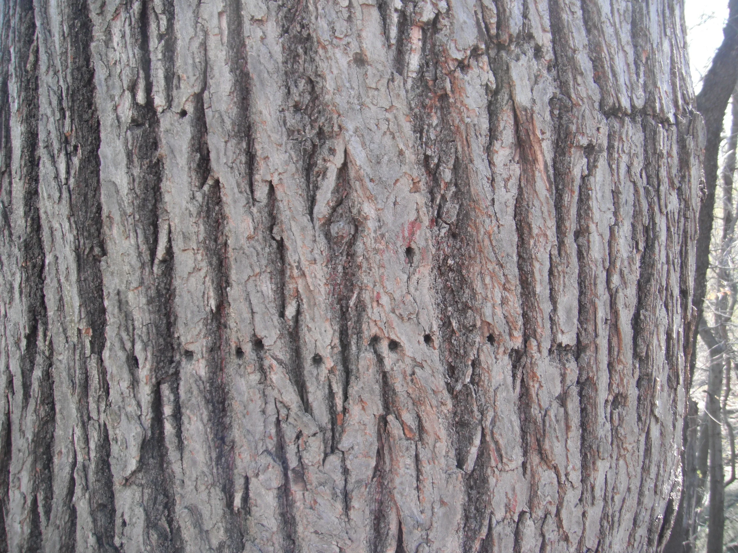 Sapsucker holes