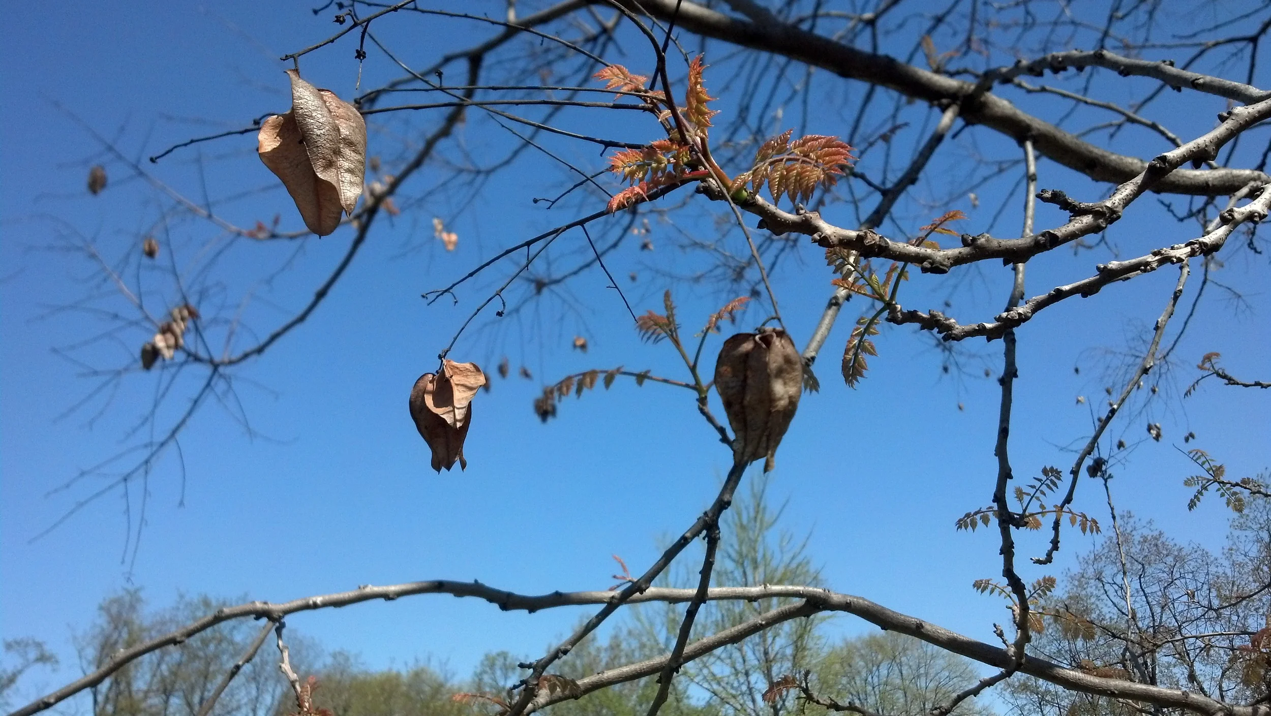 Koelreuteria paniculata Sapindaceae Goldenrain tree - last season's fruit