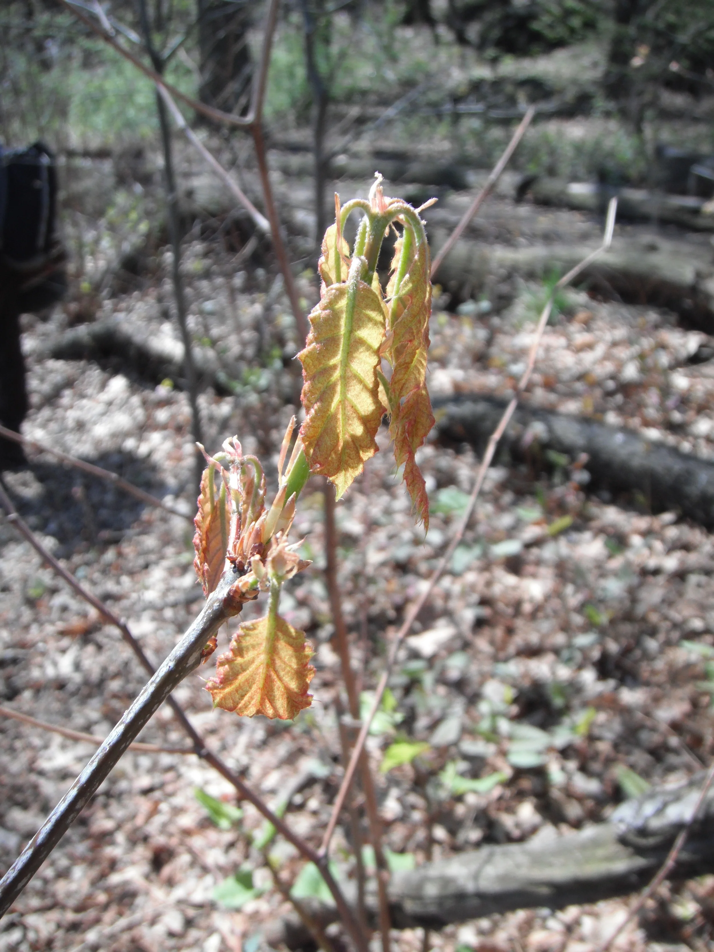 Quercus rubra Fagaceae Red oak