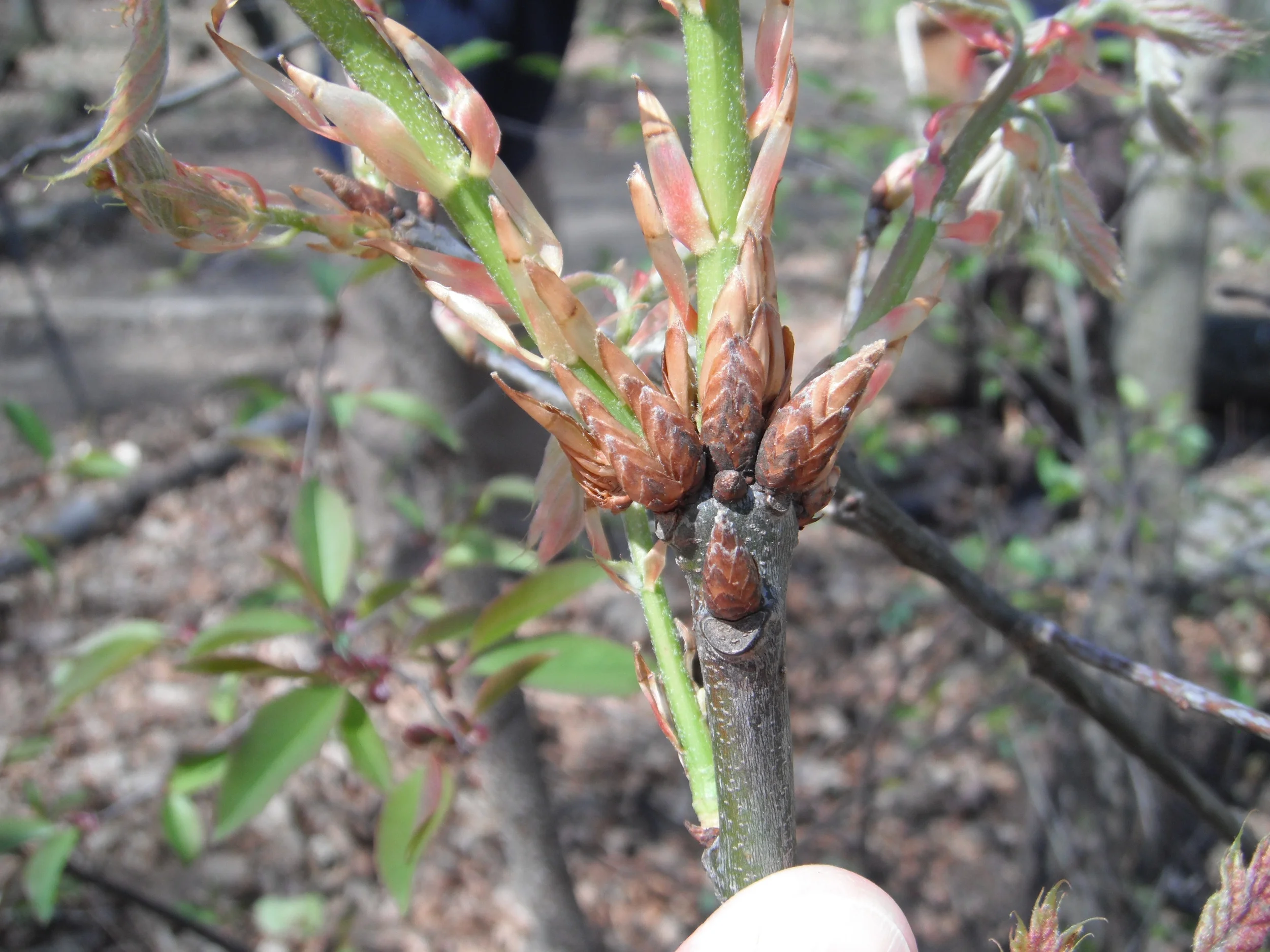 Red oak seedling with bud scales still attached.