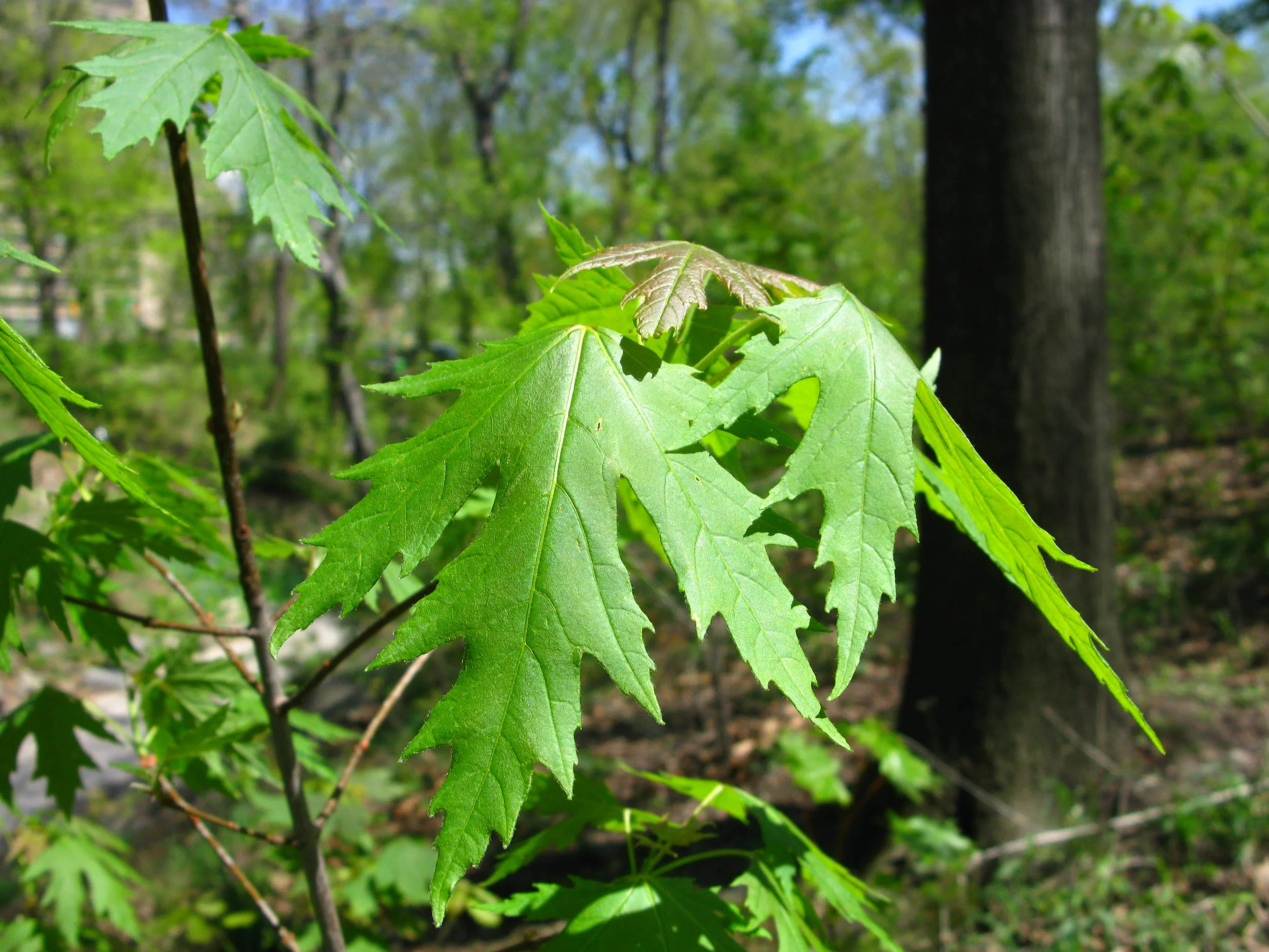 Acer saccharinum Sapindaceae Silver maple