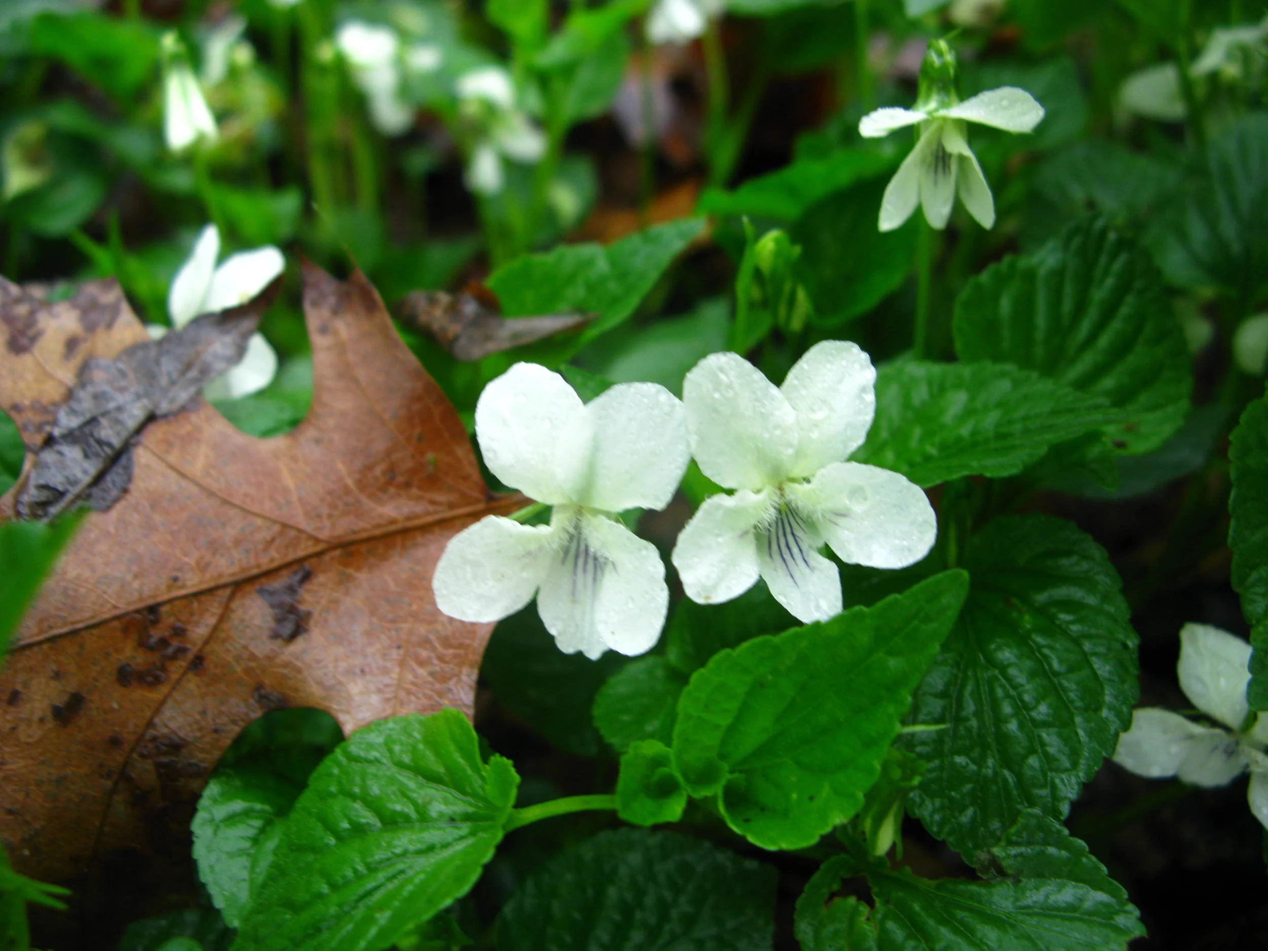 Viola striata Violaceae