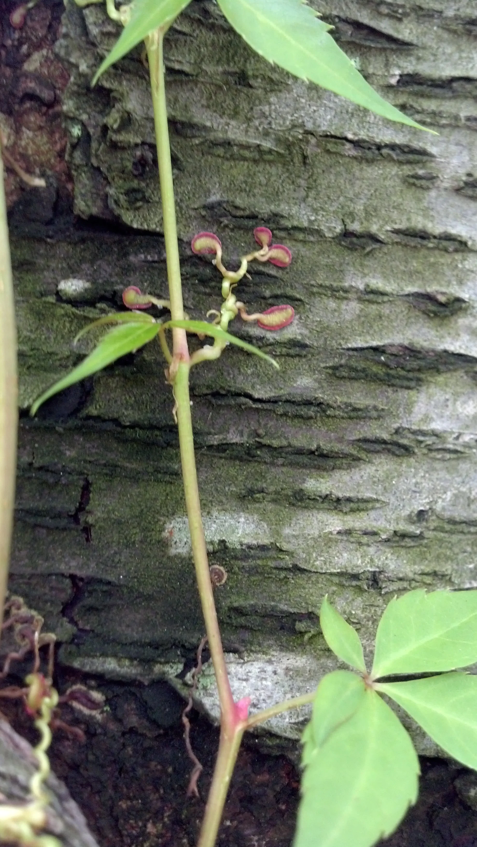 Suction cup discs on Parthenocissus quinquefolia Vitaceae