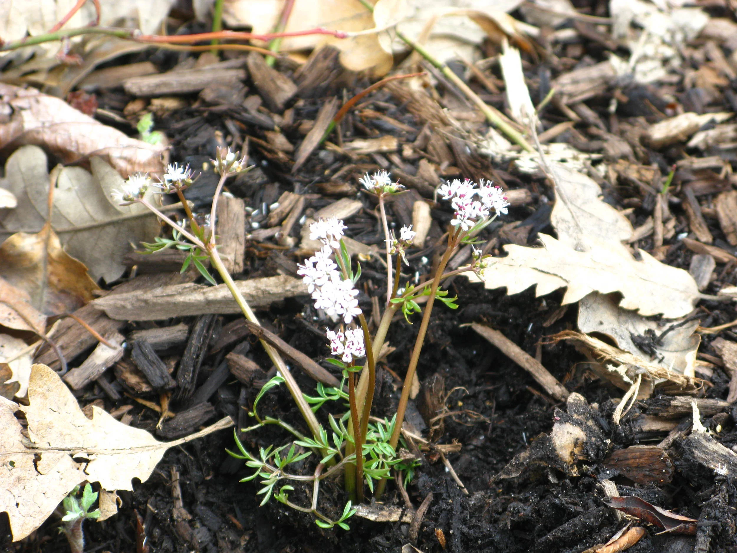 Erigenia bulbosa Apiaceae