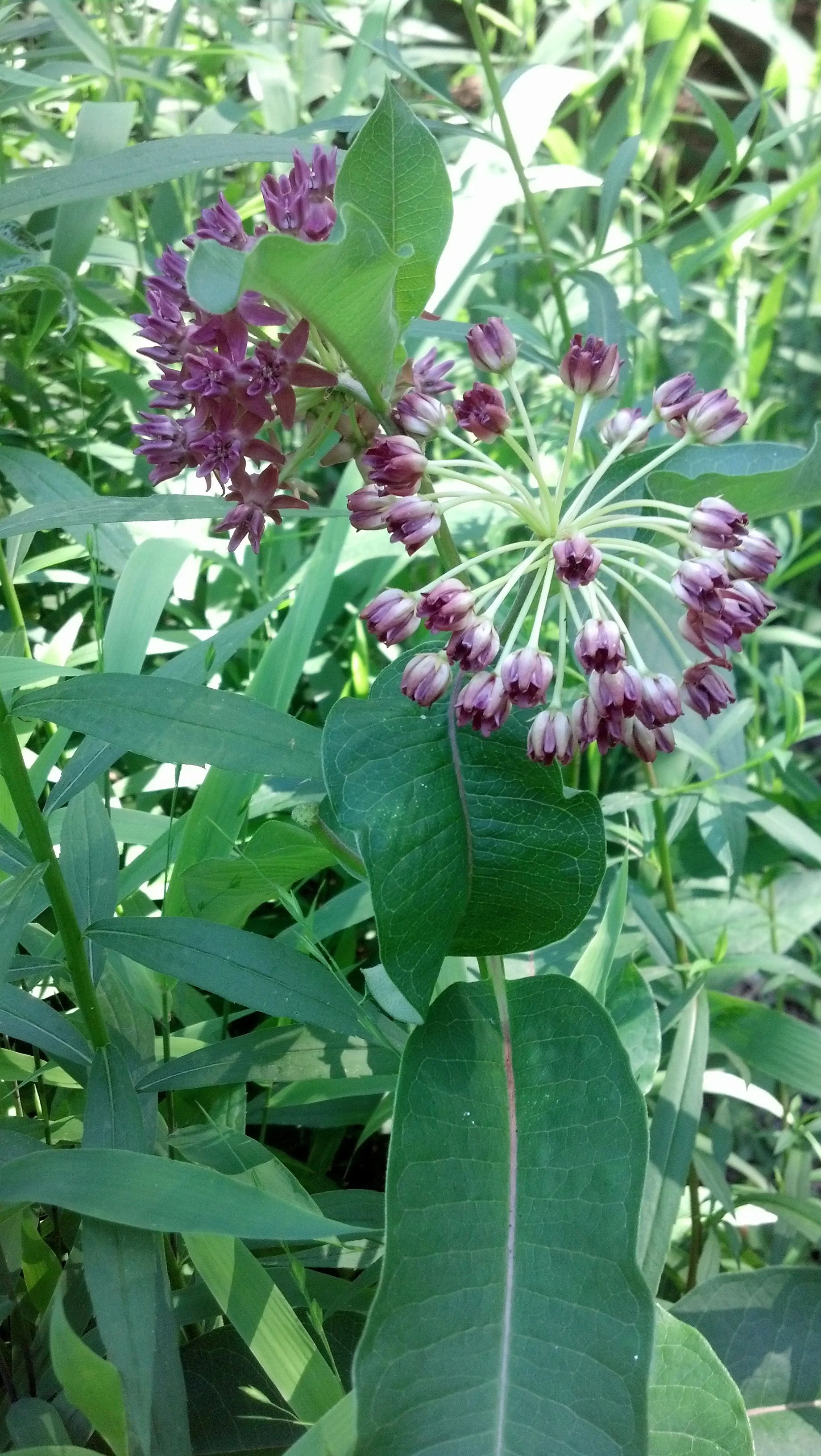 Asclepias purpurascens Asclepiadaceae