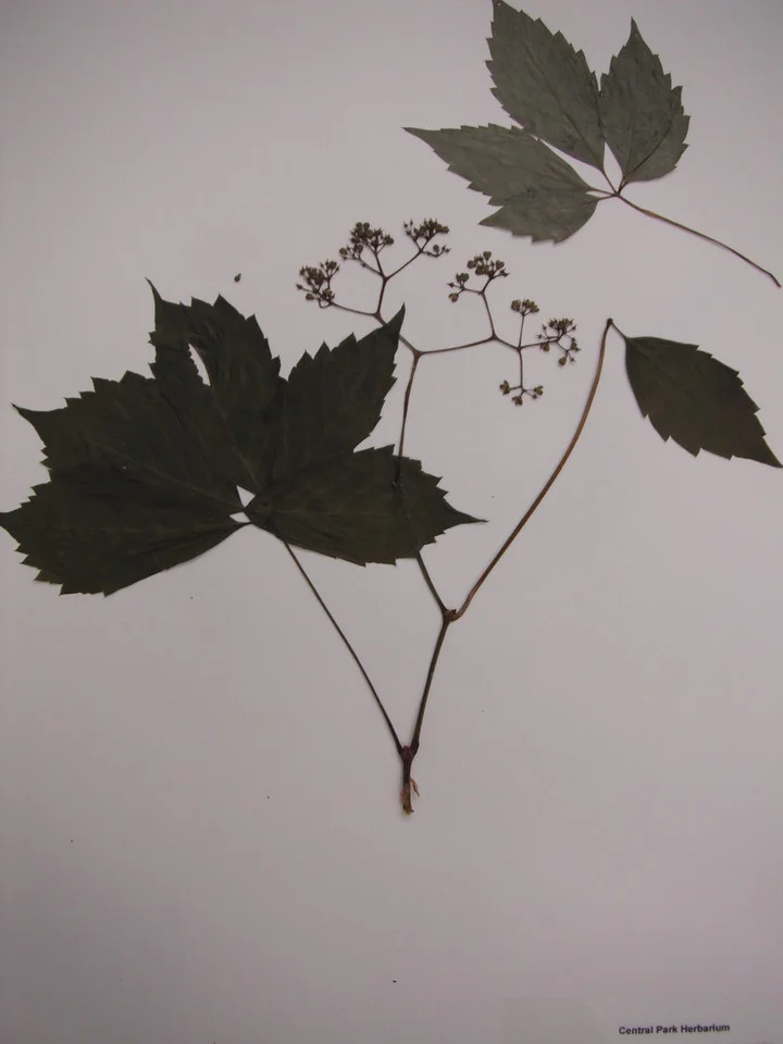 Parthenocissus inserta Vitaceae; Central Park Conservancy Herbarium specimen