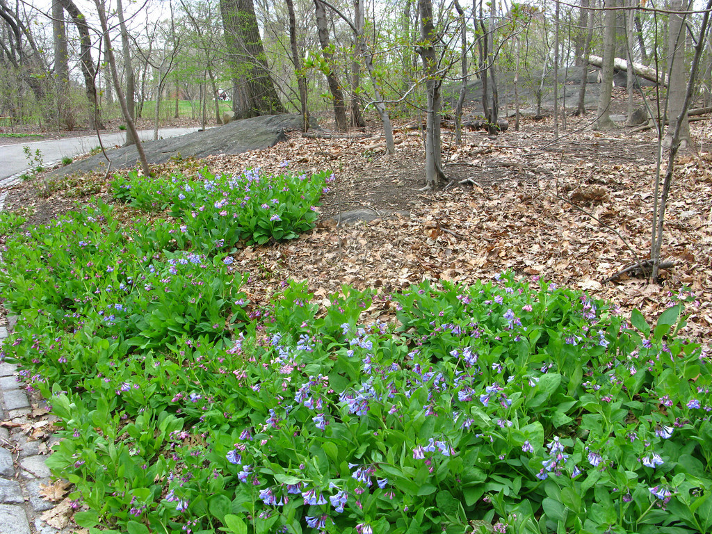 Mertensia virginica Boraginaceae