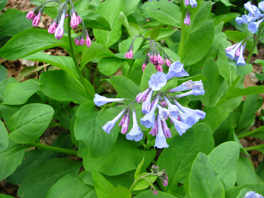 Mertensia virginica Boraginaceae