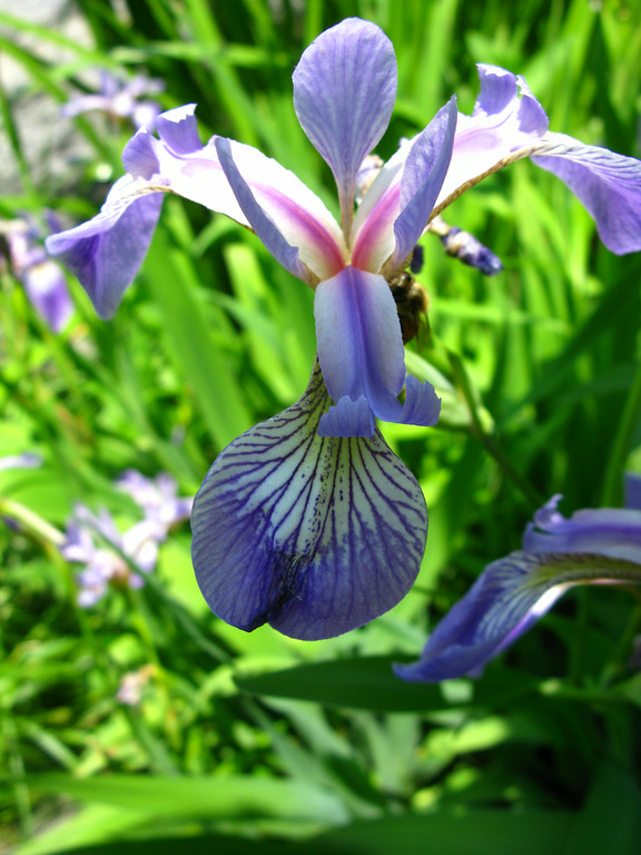 Iris versicolor Iridaceae