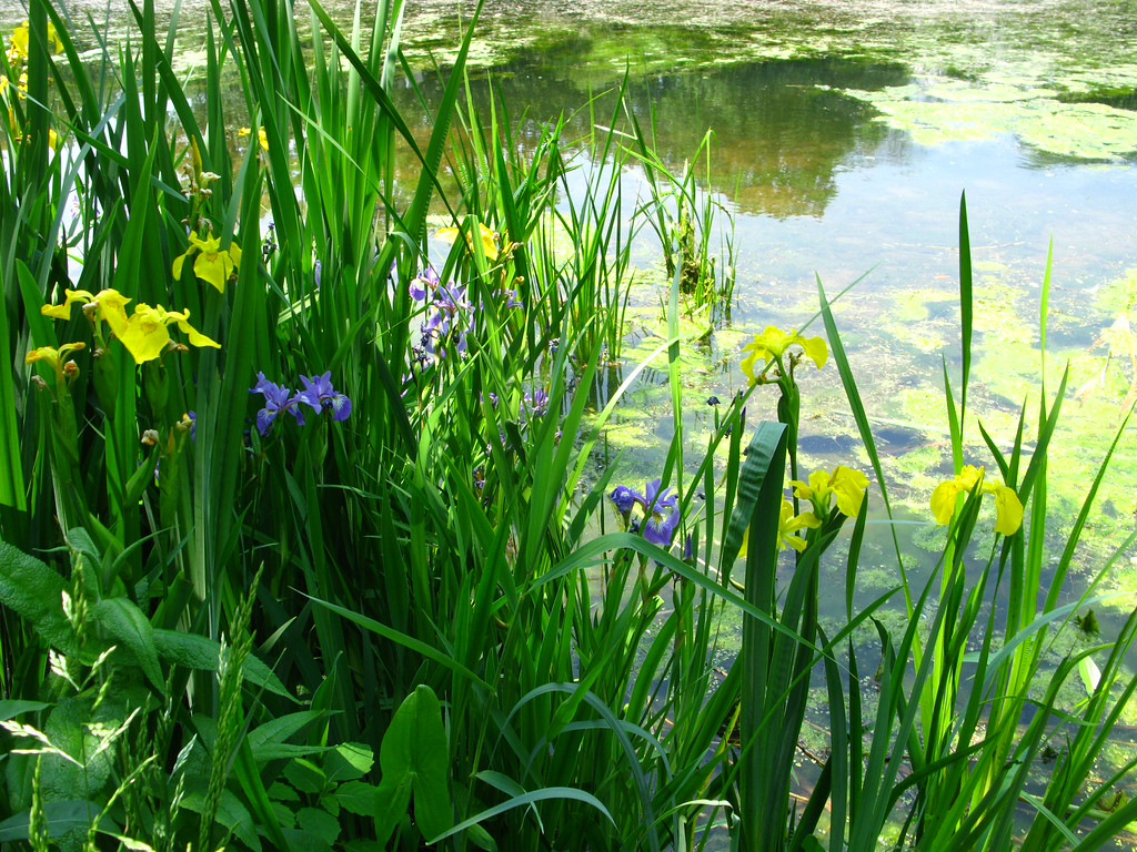 A mix of Iris versicolor and I. pseudacorus Iridaceae