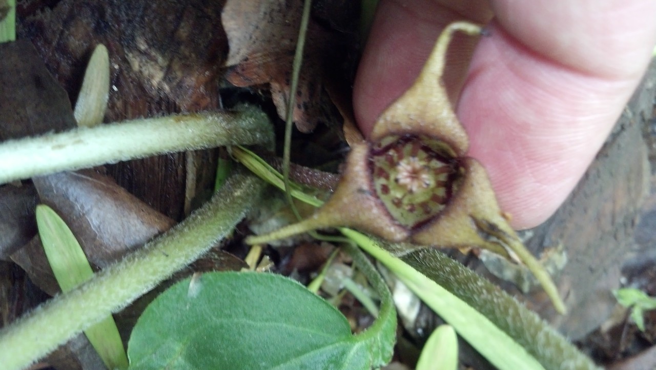 Flower of Asarum canadense Aristolochiaceae