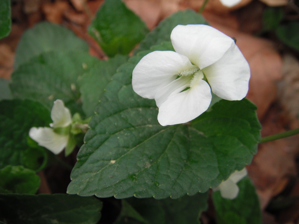 Viola striata Violaceae