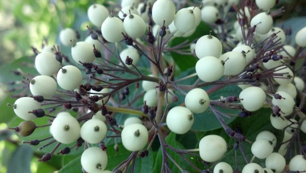 Cornus racemosa Cornaceae
