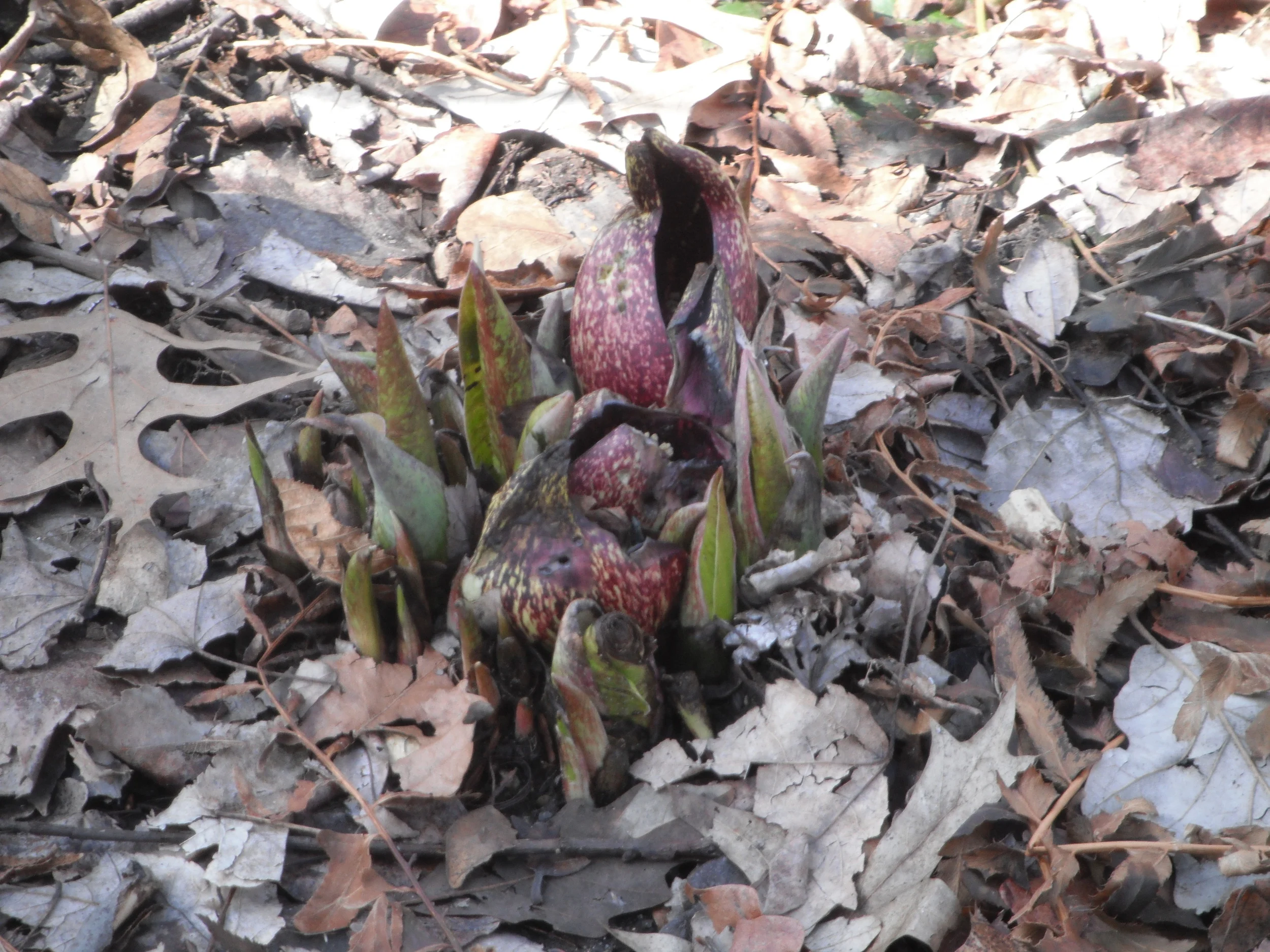 Emerging flower of Symplocarpus foetidus Araceae