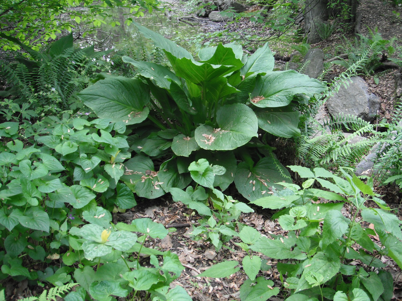 Symplocarpus foetidus Araceae