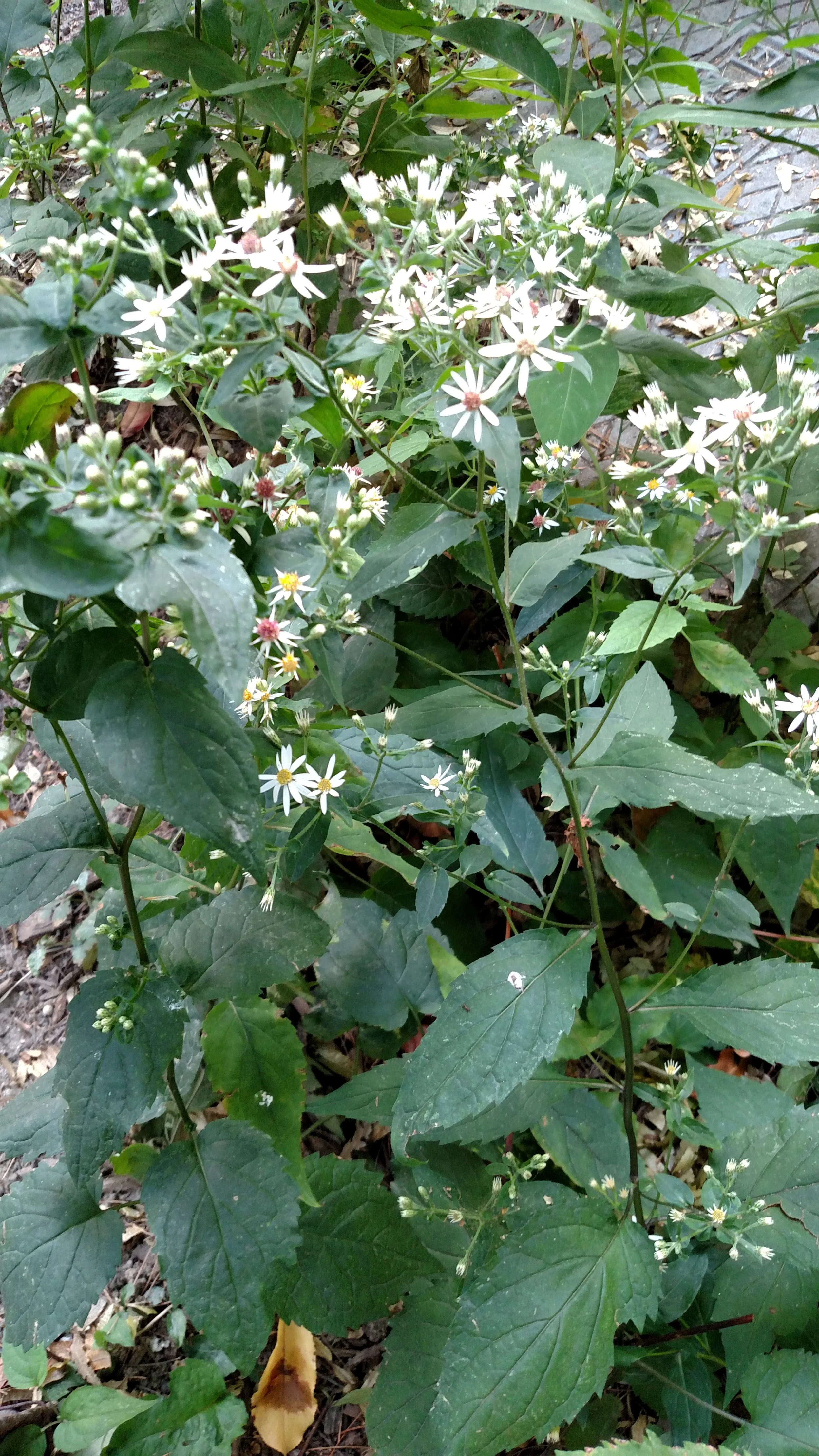 Eurybia divaricata Asteraceae