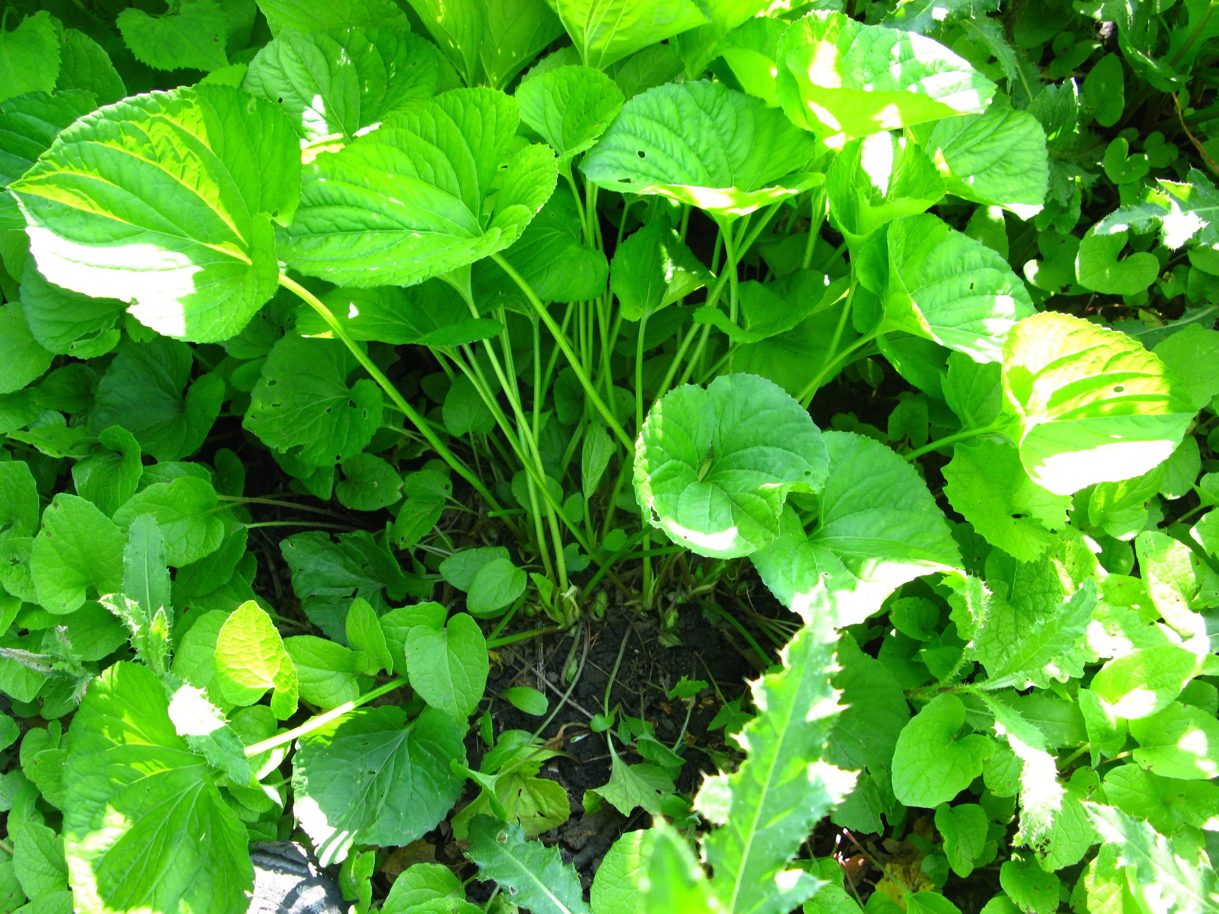 Viola sororia Violaceae