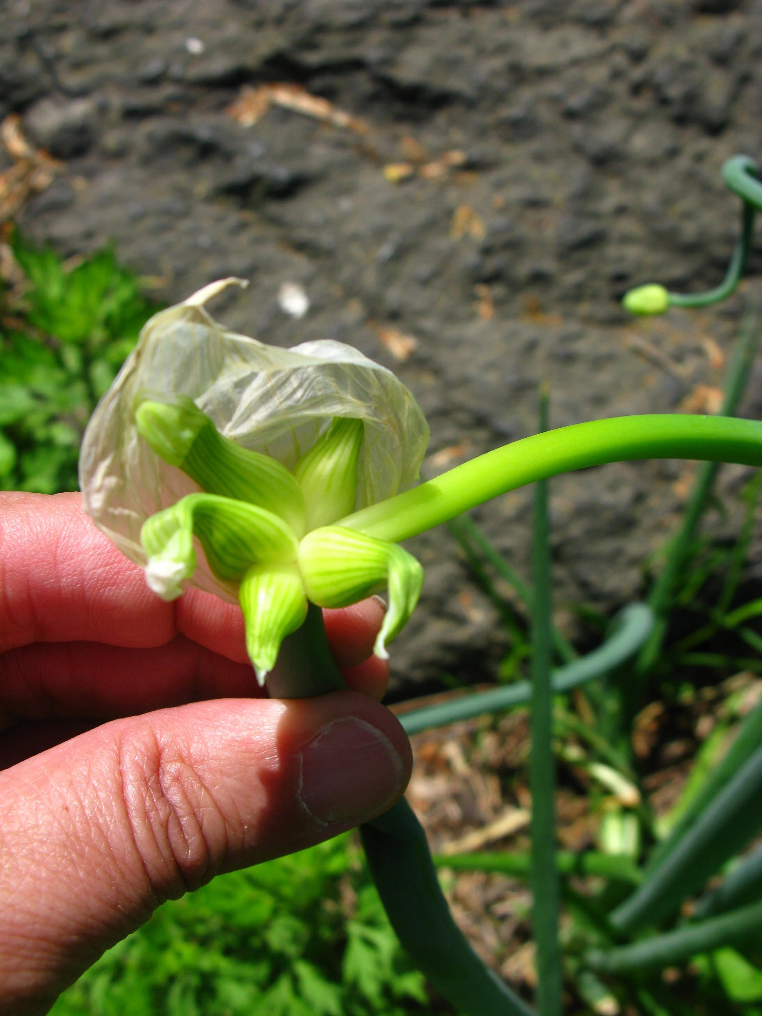 Allium x proliferum Amaryllidaceae