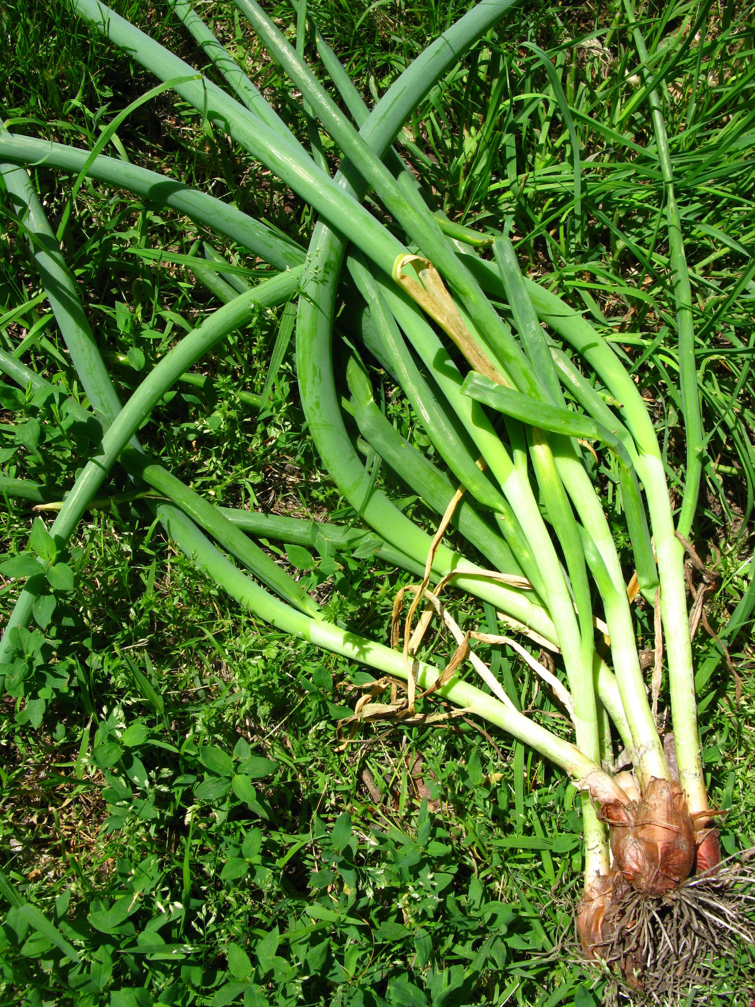 Allium x proliferum Amaryllidaceae