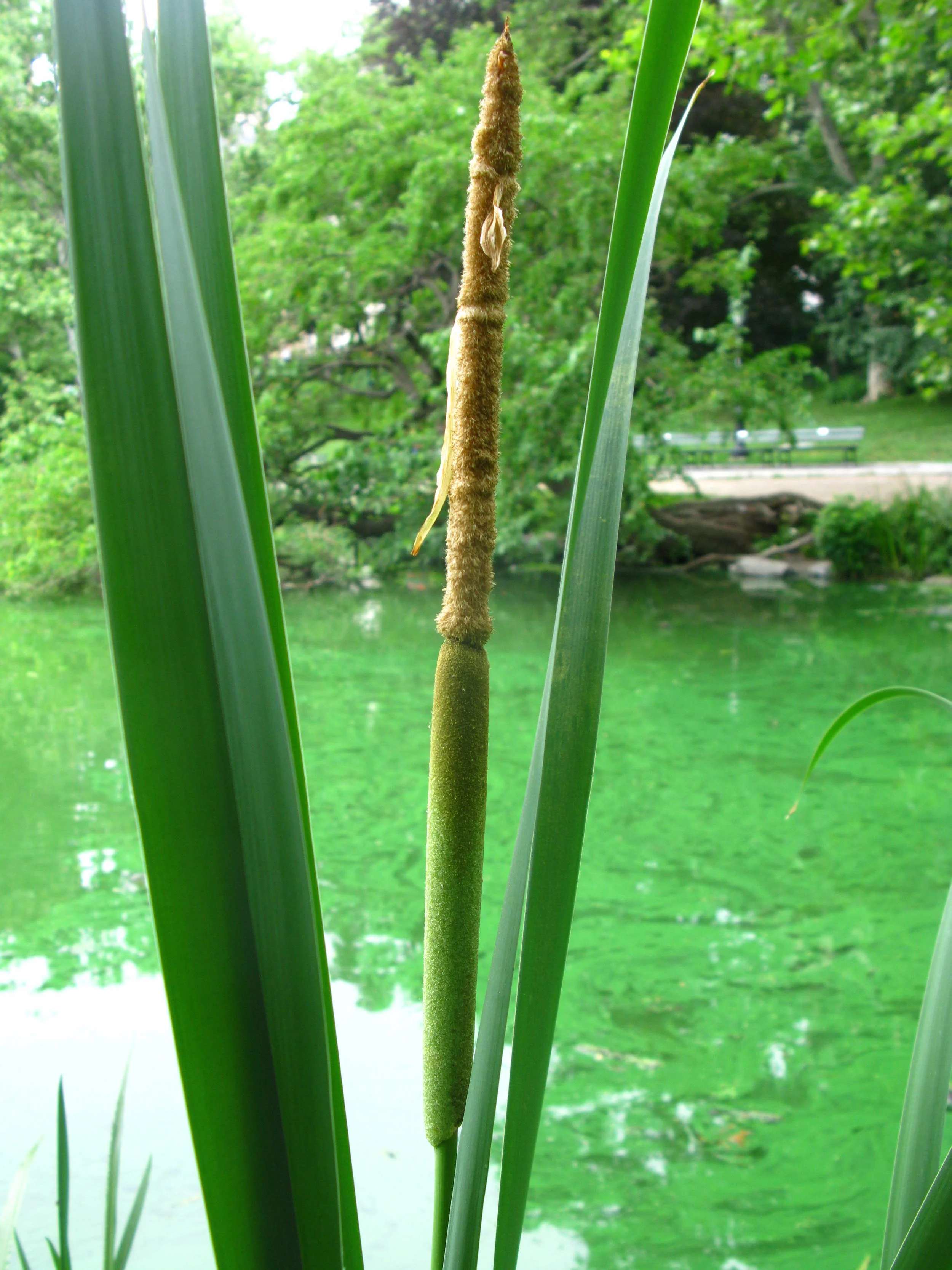 Typha angustifolia Typhaceae, at the Pond