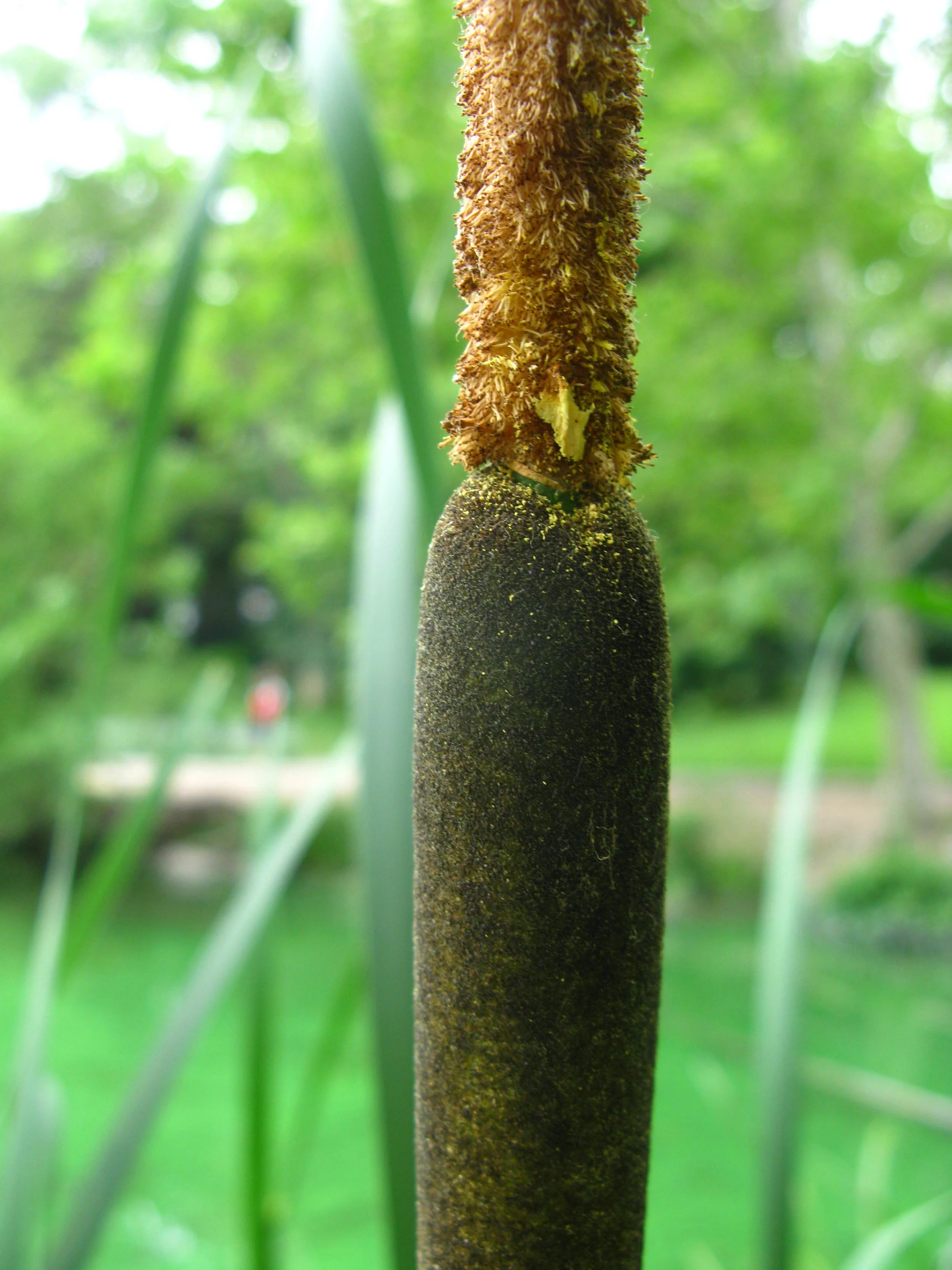 Typha angustifolia Typhaceae, at the Pond