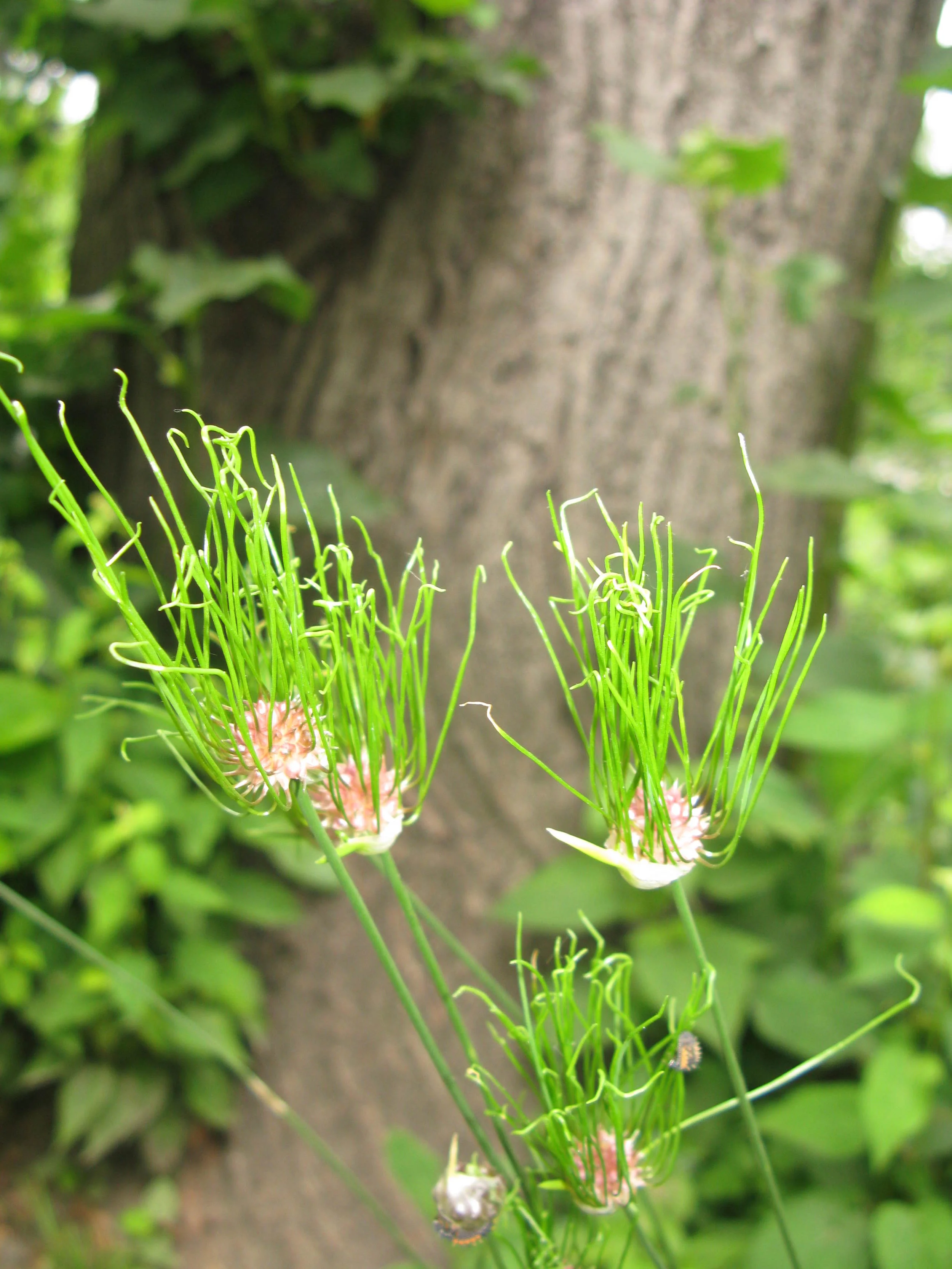 Allium vineale Amaryllidaceae