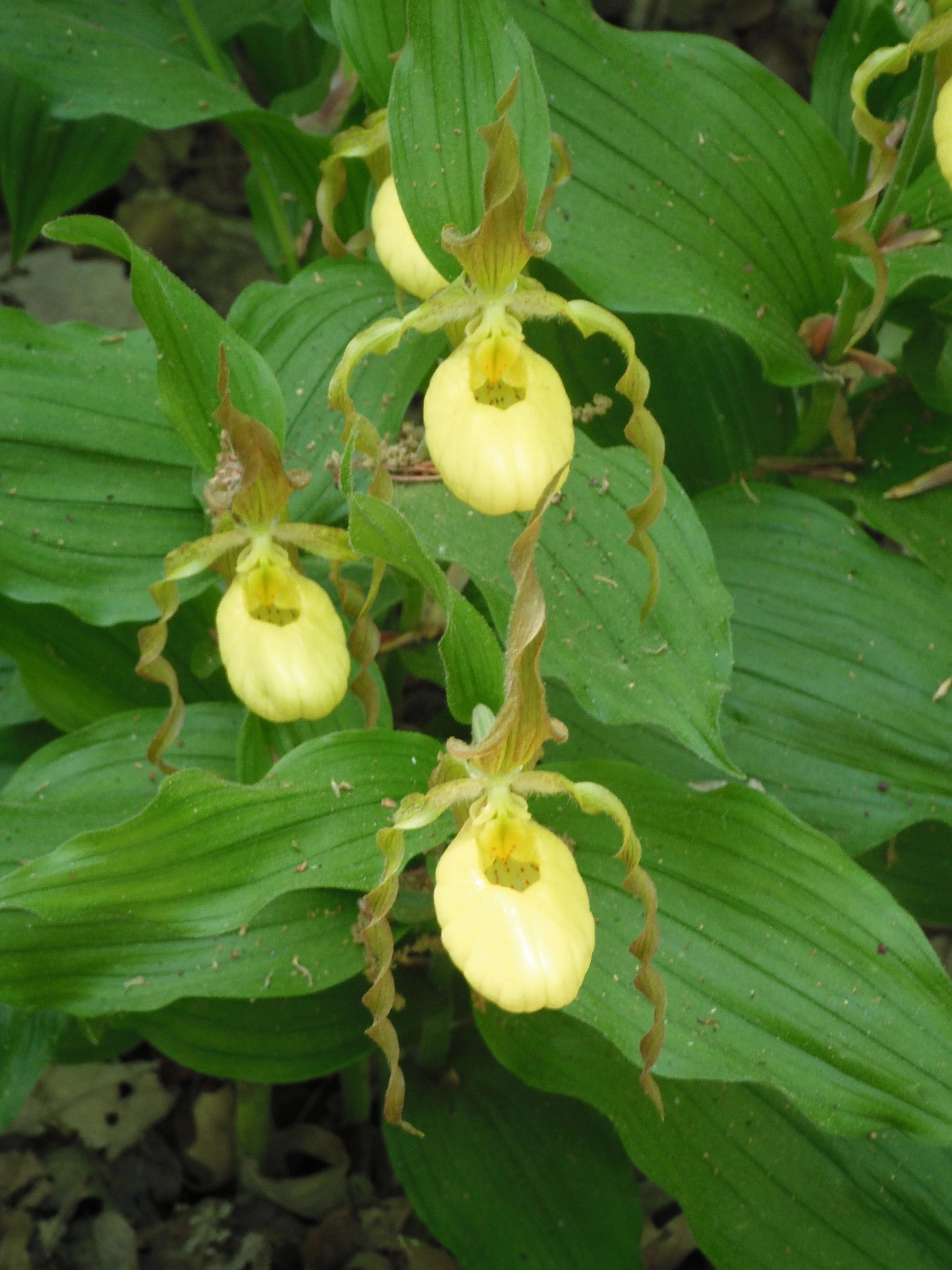 Cyprepedium pubescens Orchidaceae